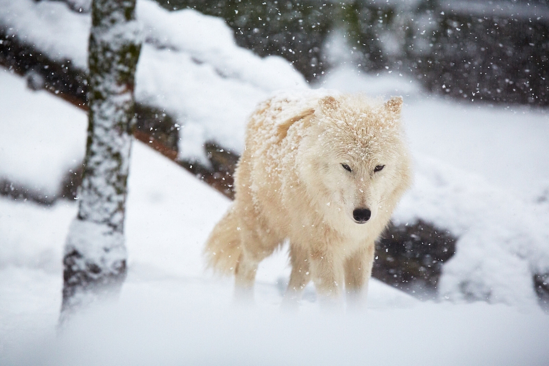 Descarga gratuita de fondo de pantalla para móvil de Animales, Invierno, Nieve, Lobo, Nevada, Wolves.