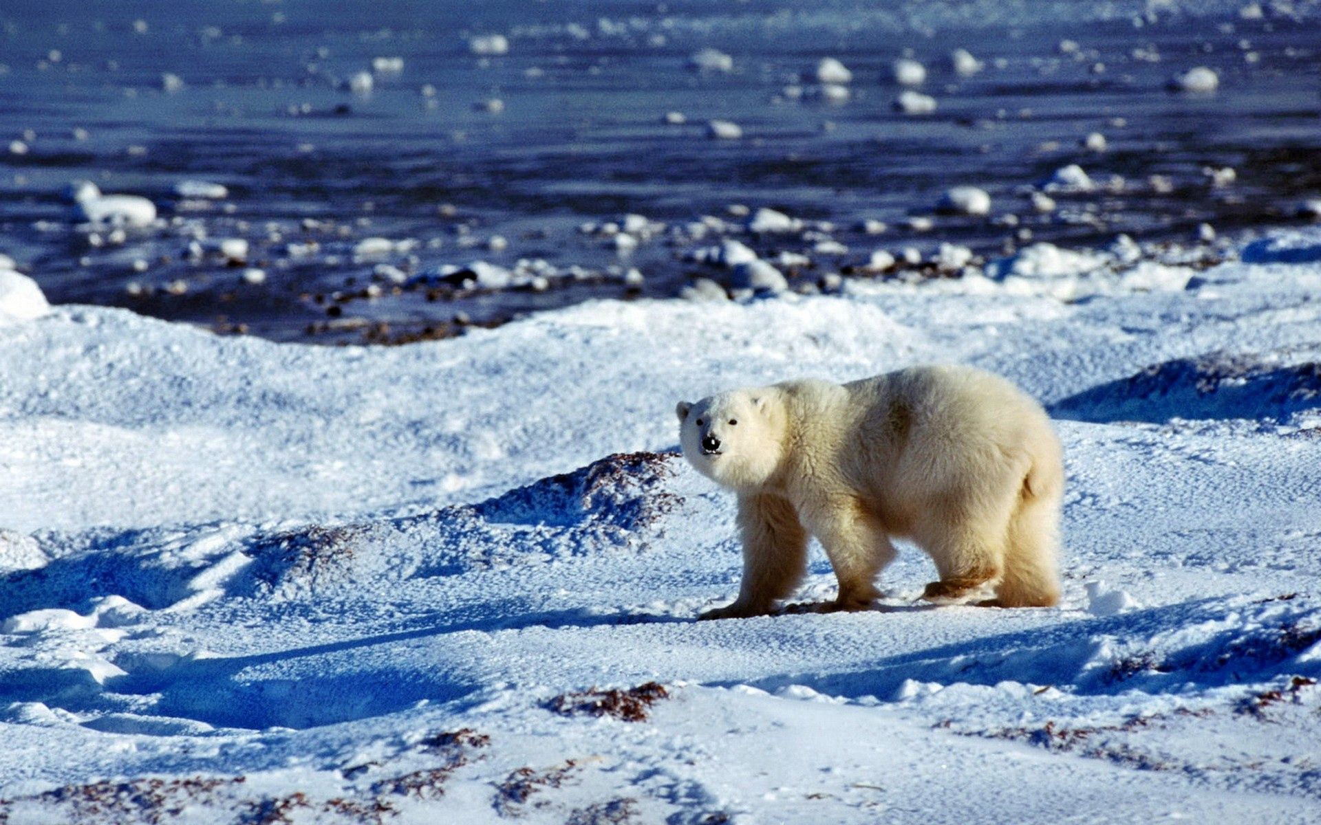 無料モバイル壁紙動物, 雪, 大洋, 熊, 北極熊, 氷, くま, ホッキョクグマ, 海洋をダウンロードします。