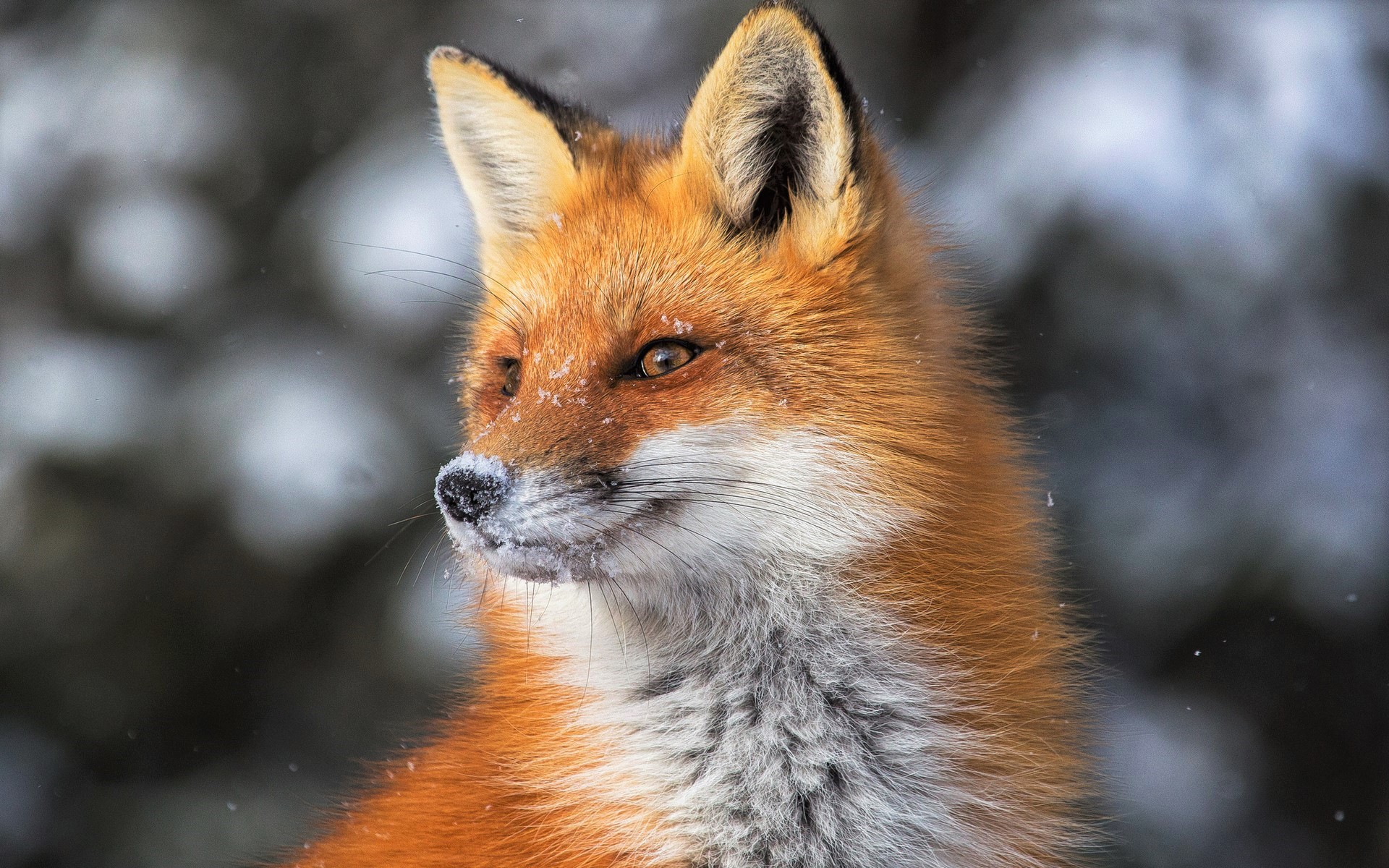 red fox, animal, fox, winter