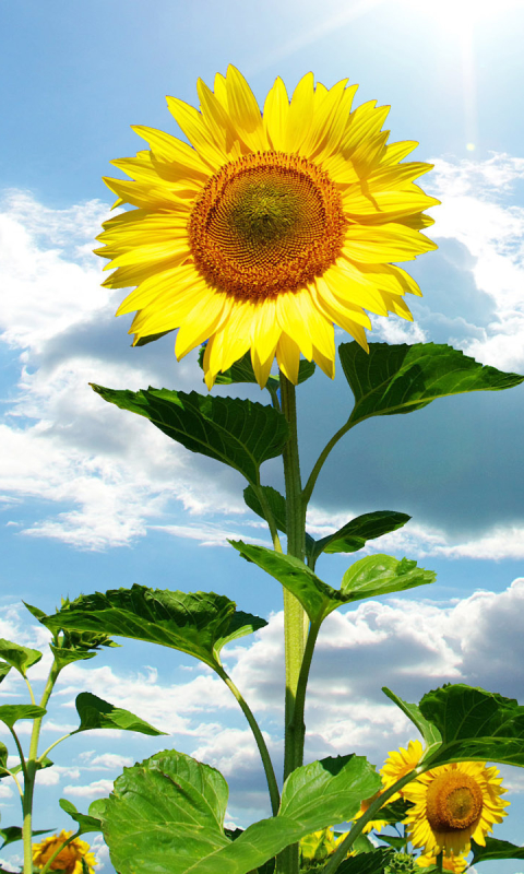 Download mobile wallpaper Flowers, Sky, Earth, Cloud, Sunflower for free.