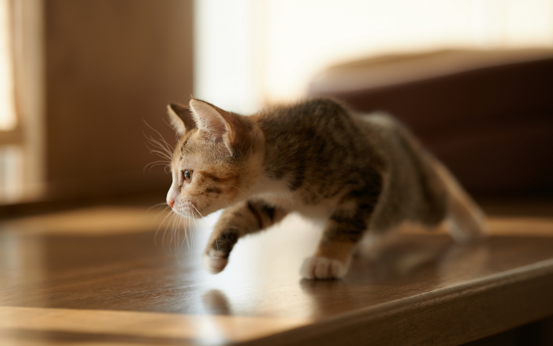 Laden Sie das Tiere, Katzen, Katze-Bild kostenlos auf Ihren PC-Desktop herunter