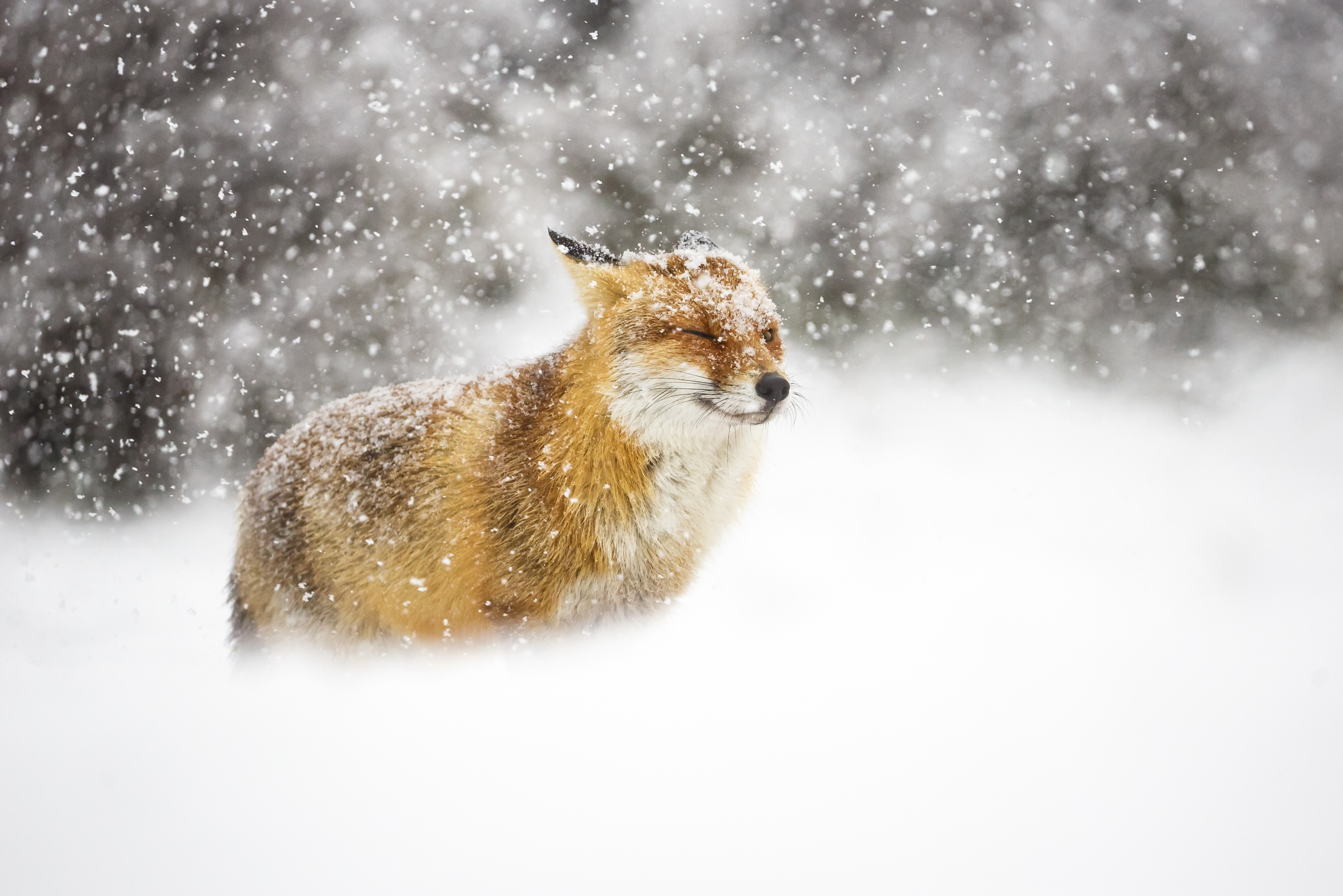 Скачать обои бесплатно Животные, Зима, Лиса, Снегопад картинка на рабочий стол ПК