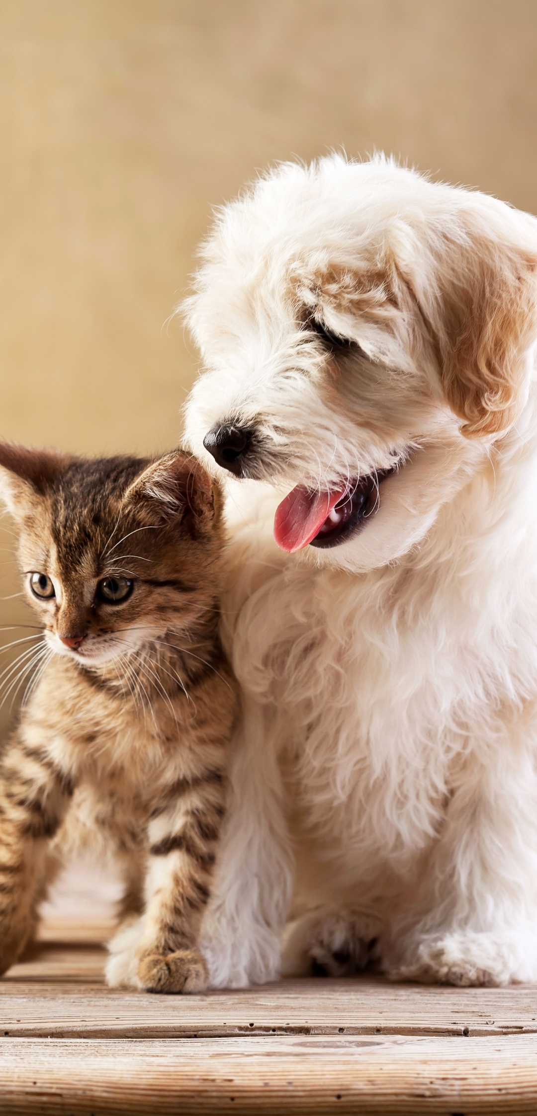 Download mobile wallpaper Kitten, Dog, Animal, Cute, Friend, Baby Animal, Cat & Dog for free.