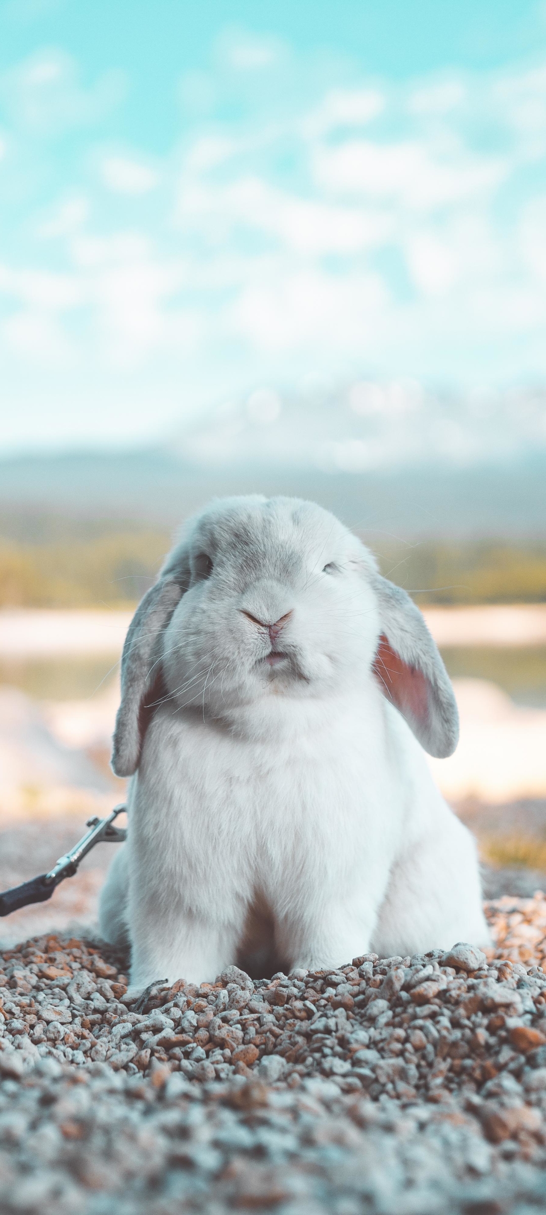 無料モバイル壁紙動物, うさぎをダウンロードします。