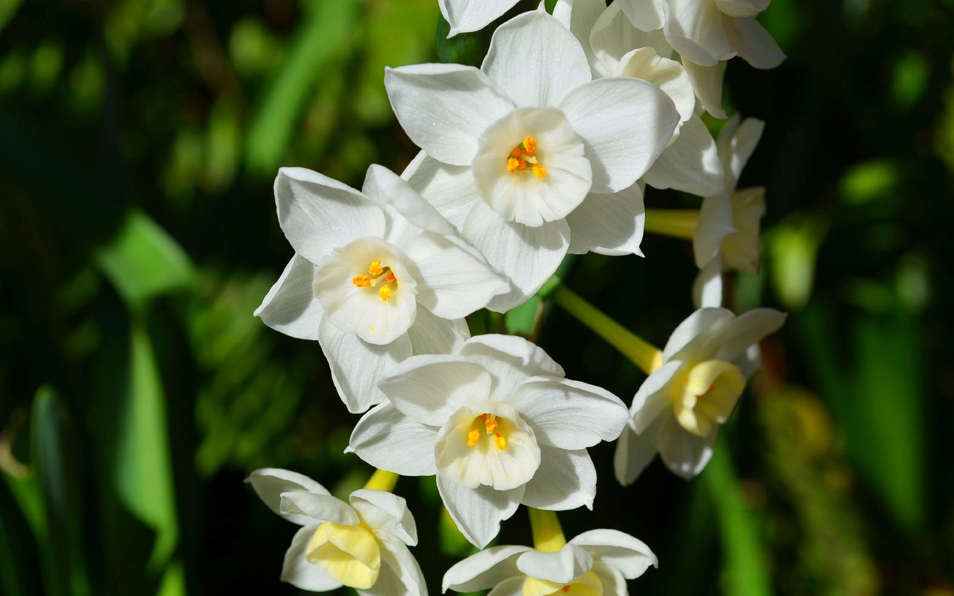 earth, daffodil, blur, close up, flower, narcissus, nature, paperwhite narcissus, white flower, white, flowers