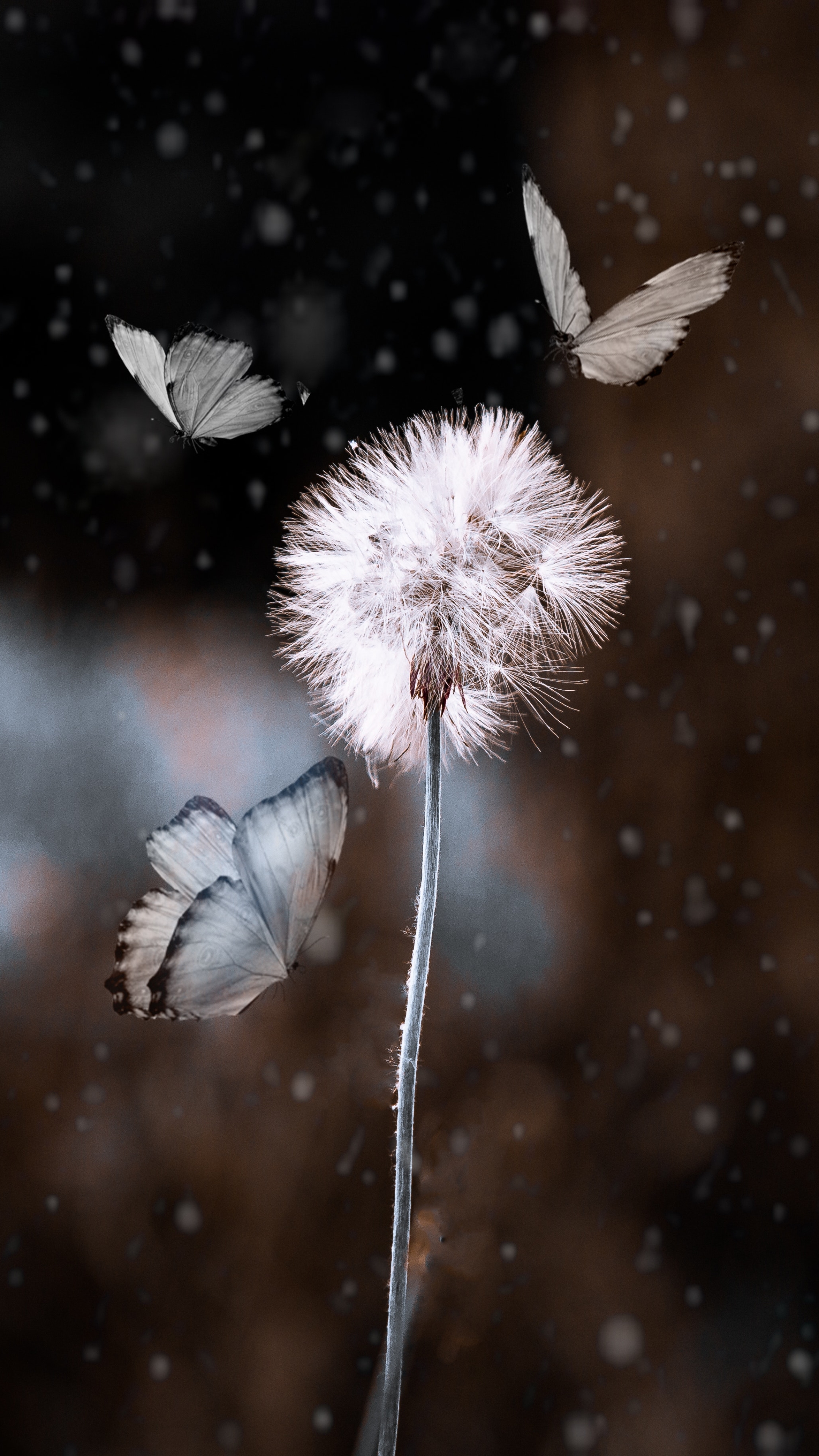 Download mobile wallpaper Macro, Insect, Butterfly, Animal, Dandelion for free.