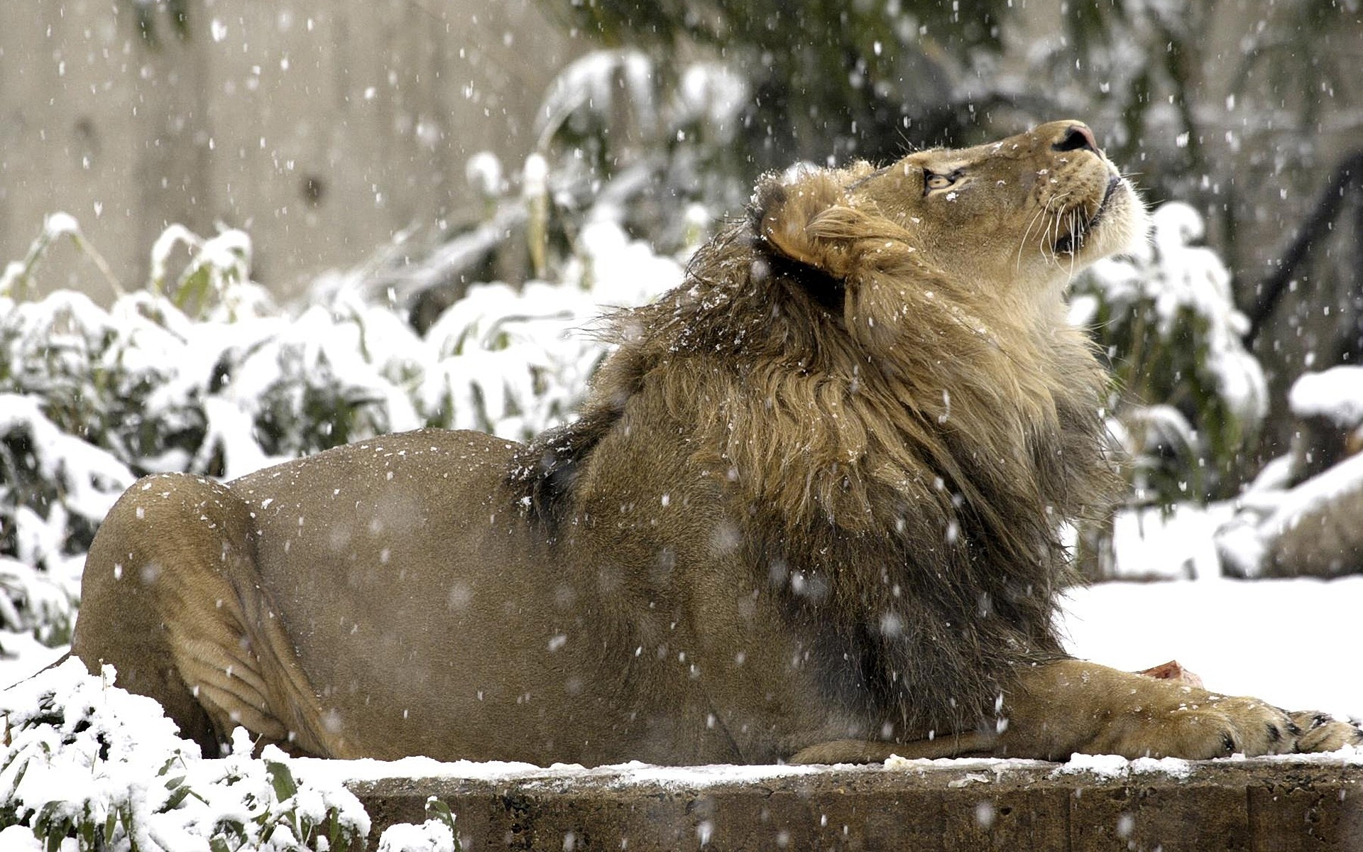 無料モバイル壁紙スミソニアン動物園, ライオン, 猫, 動物をダウンロードします。