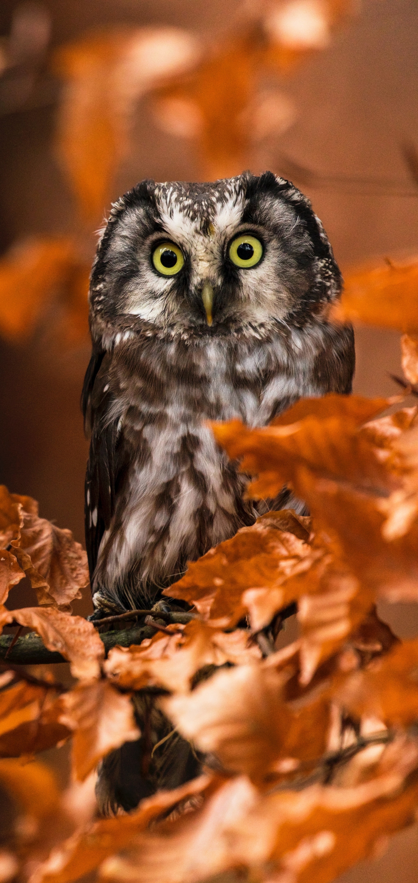 Download mobile wallpaper Birds, Owl, Bird, Animal for free.