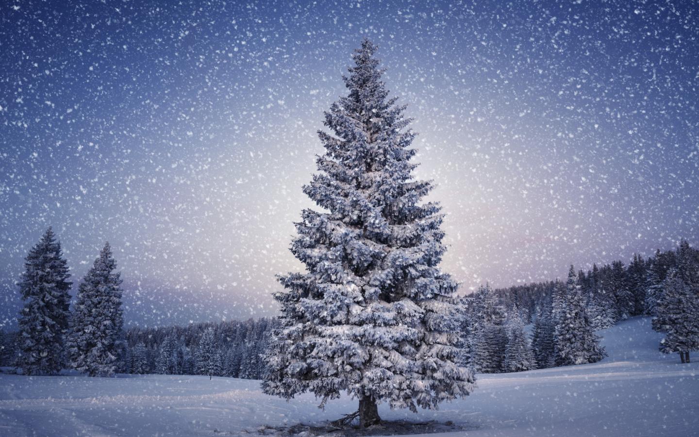 22657 Bild herunterladen landschaft, winter, bäume, schnee, tannenbaum, blau - Hintergrundbilder und Bildschirmschoner kostenlos