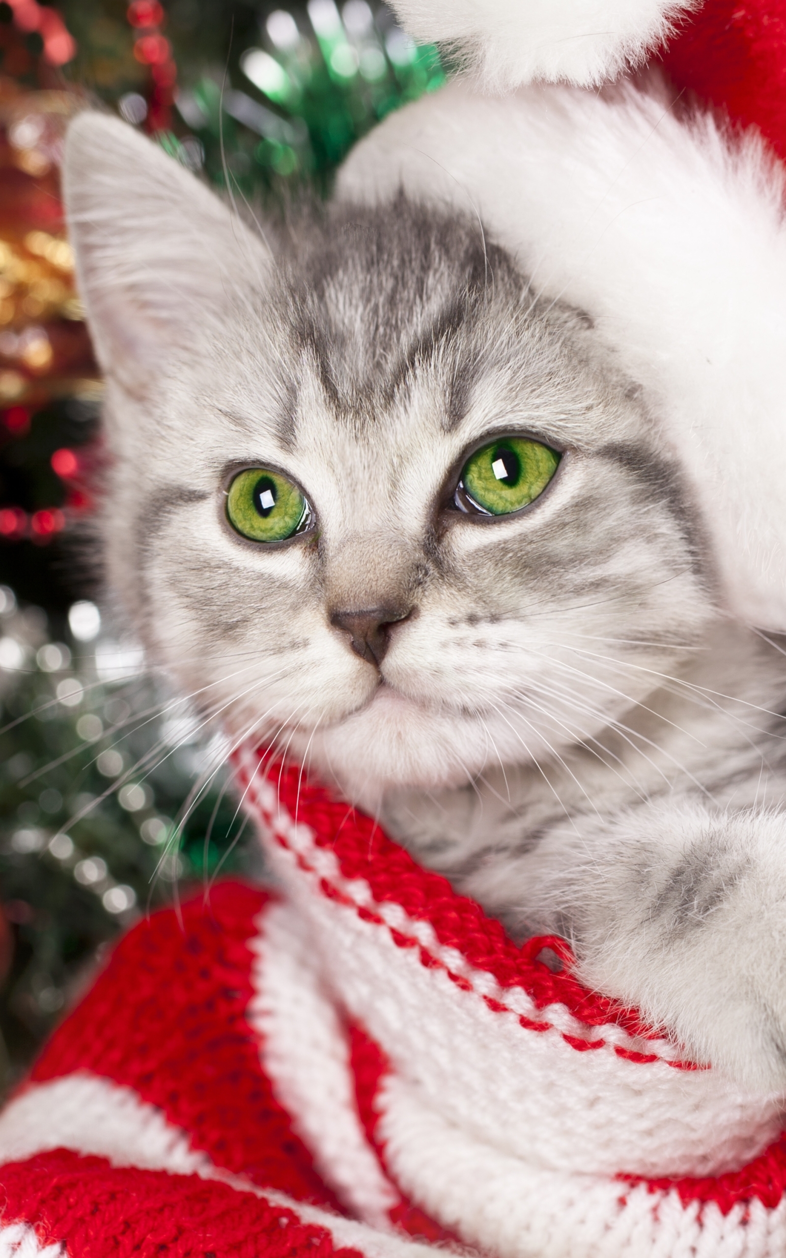 Laden Sie das Tiere, Katzen, Weihnachten, Katze, Kätzchen, Bokeh-Bild kostenlos auf Ihren PC-Desktop herunter