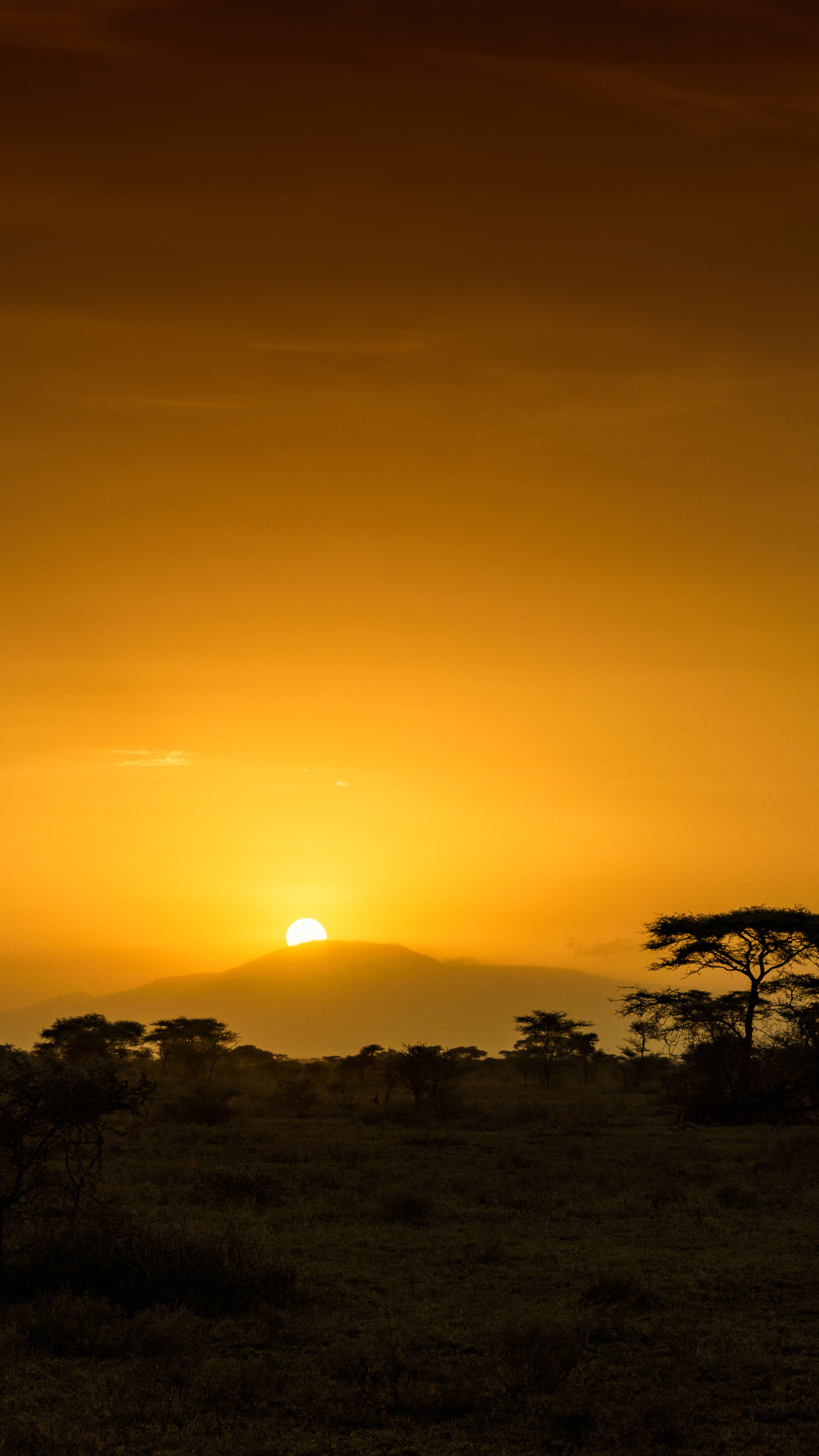 Download mobile wallpaper Dawn, Sunrise, Earth, Africa, Savannah, Tanzania for free.
