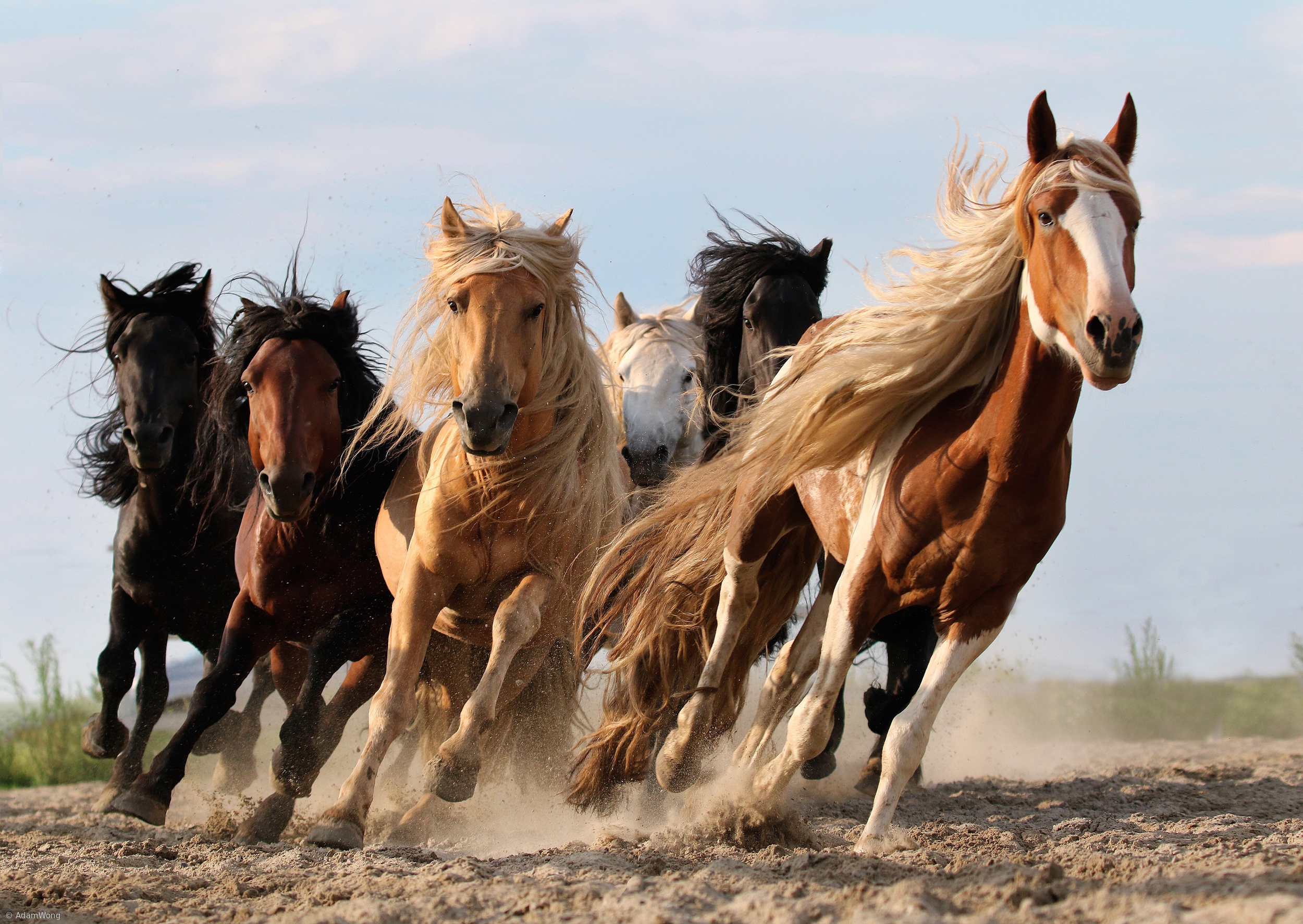 Descarga gratuita de fondo de pantalla para móvil de Animales, Caballo.