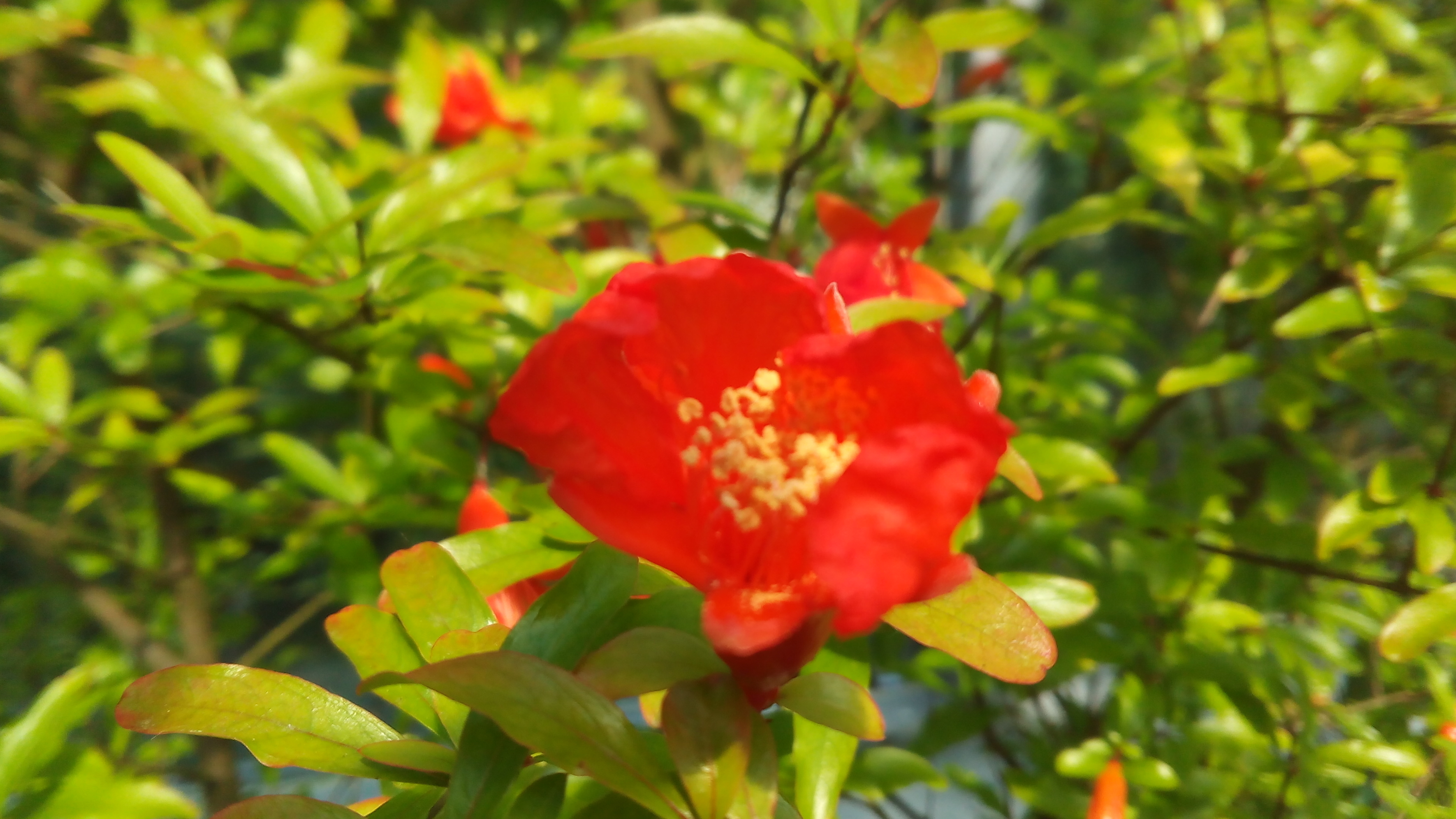 Laden Sie das Blumen, Blume, Nahansicht, Rote Blume, Erde/natur-Bild kostenlos auf Ihren PC-Desktop herunter