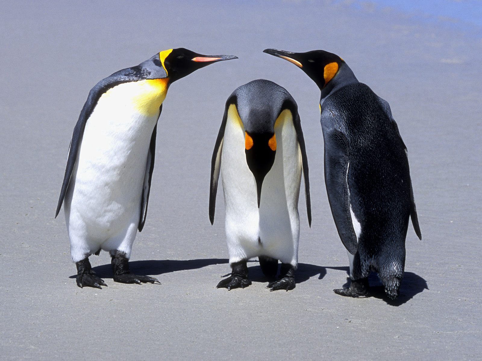 113543 Bild herunterladen tiere, pinguins, schatten, drei, kommunikation - Hintergrundbilder und Bildschirmschoner kostenlos