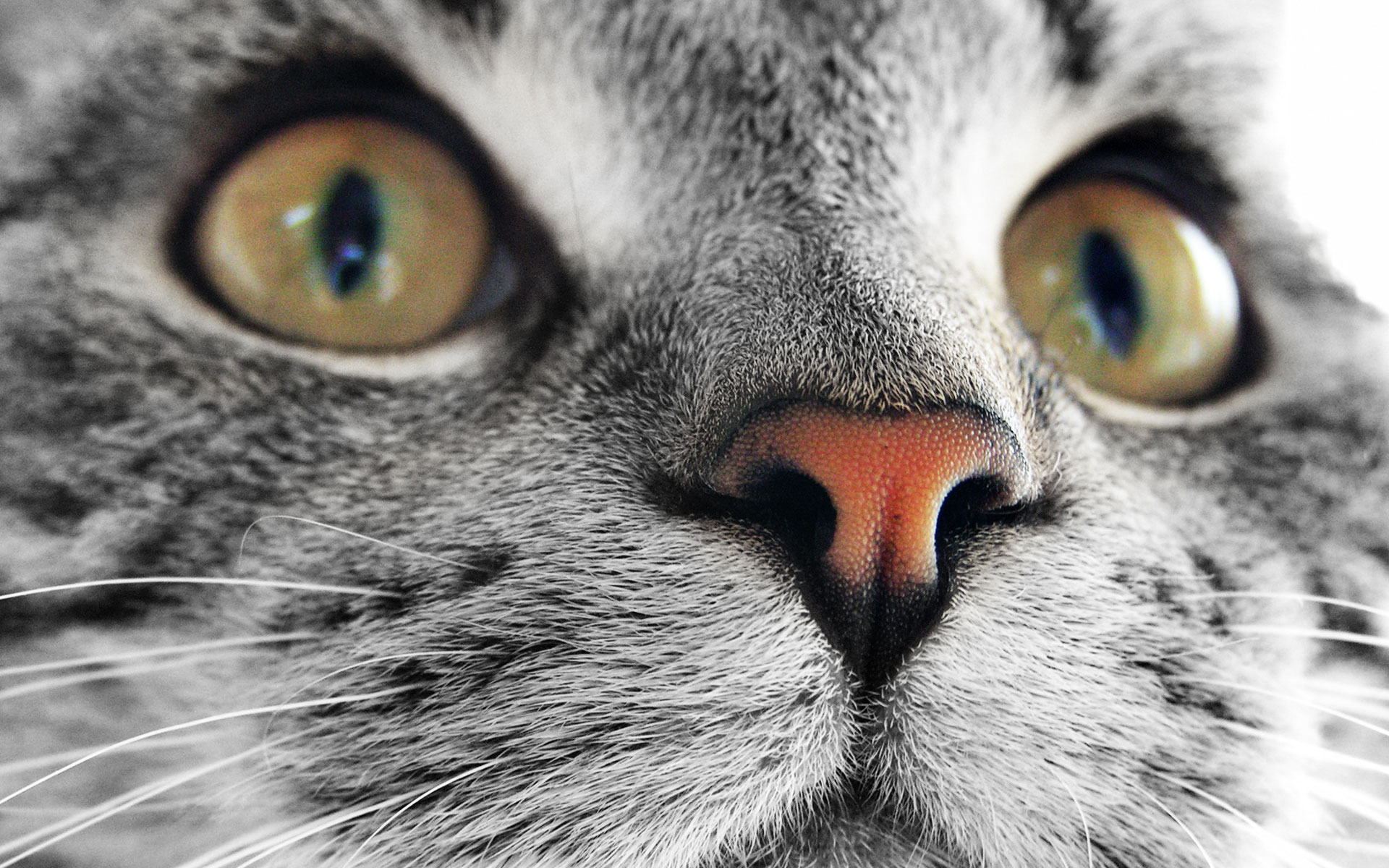 Download mobile wallpaper Cat, Animal for free.