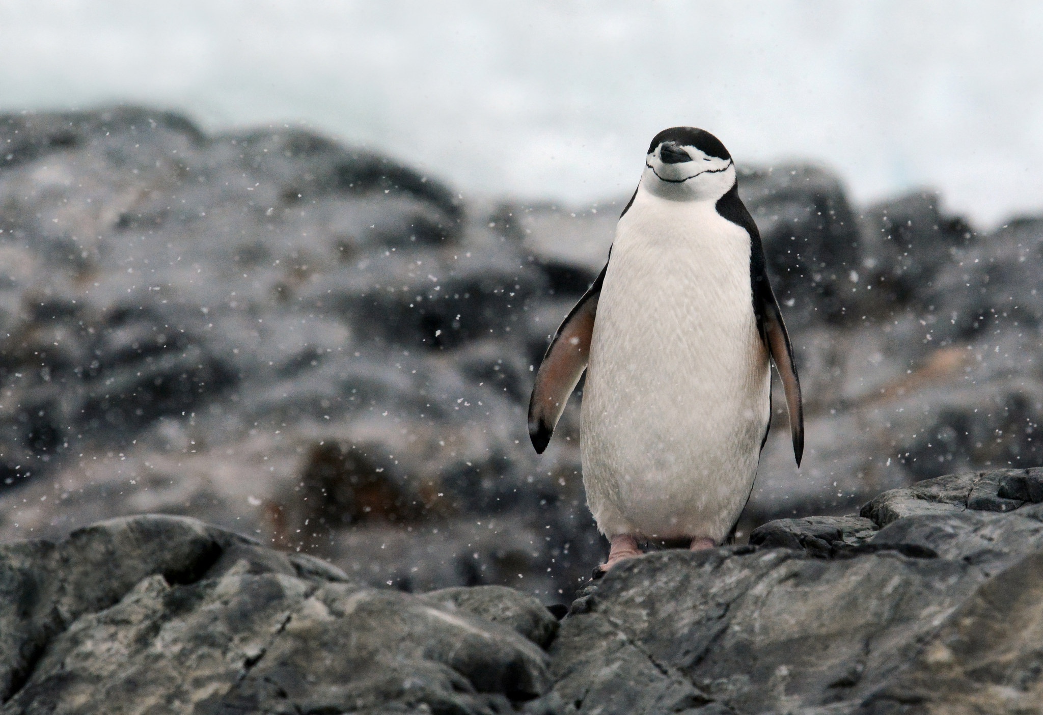 Free download wallpaper Birds, Bird, Animal, Penguin, Snowfall on your PC desktop