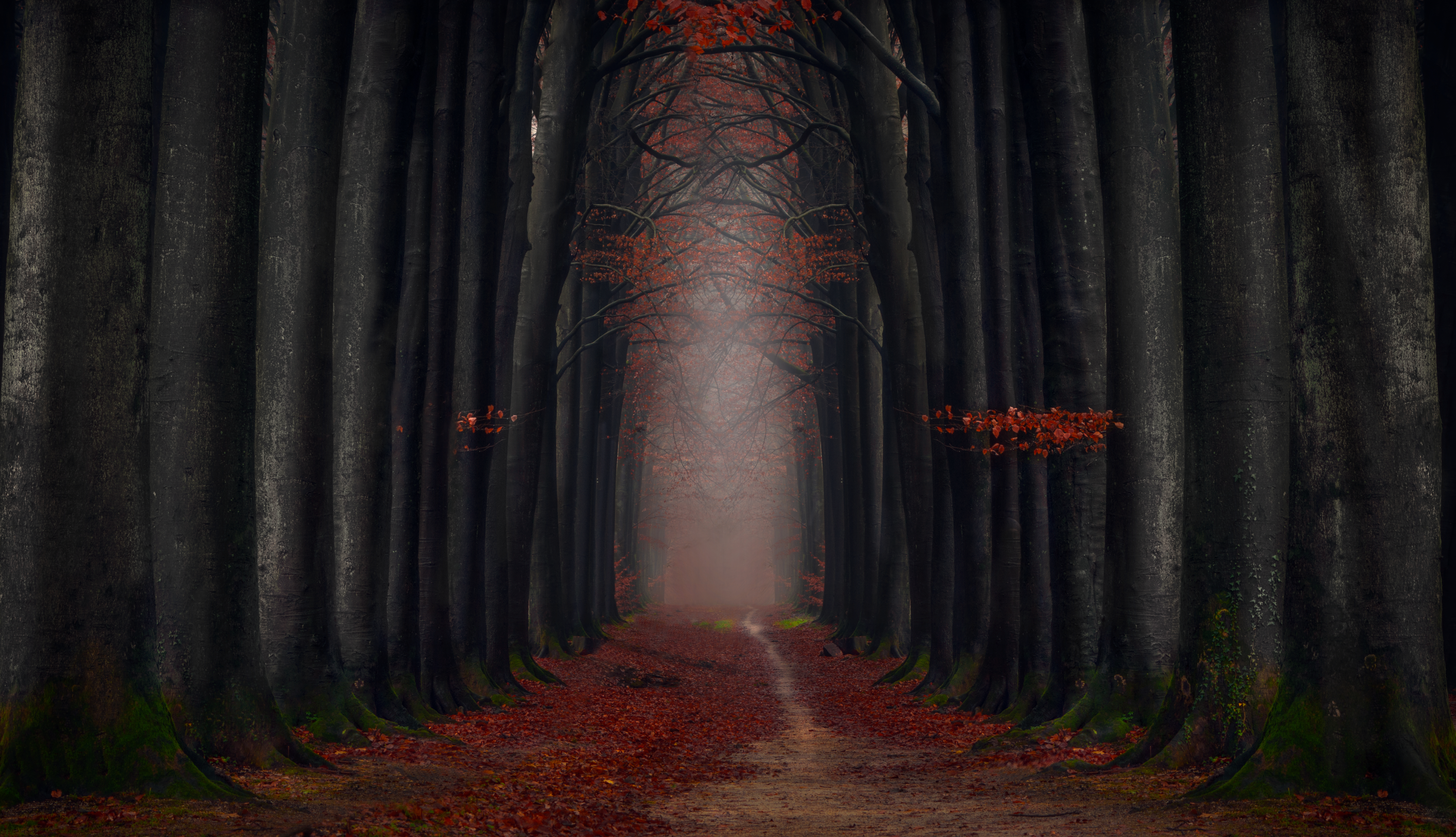 Скачать картинку Осень, Лес, Листва, Дорожка, Тьма, Сделано Человеком, Обсаженный Деревьями в телефон бесплатно.