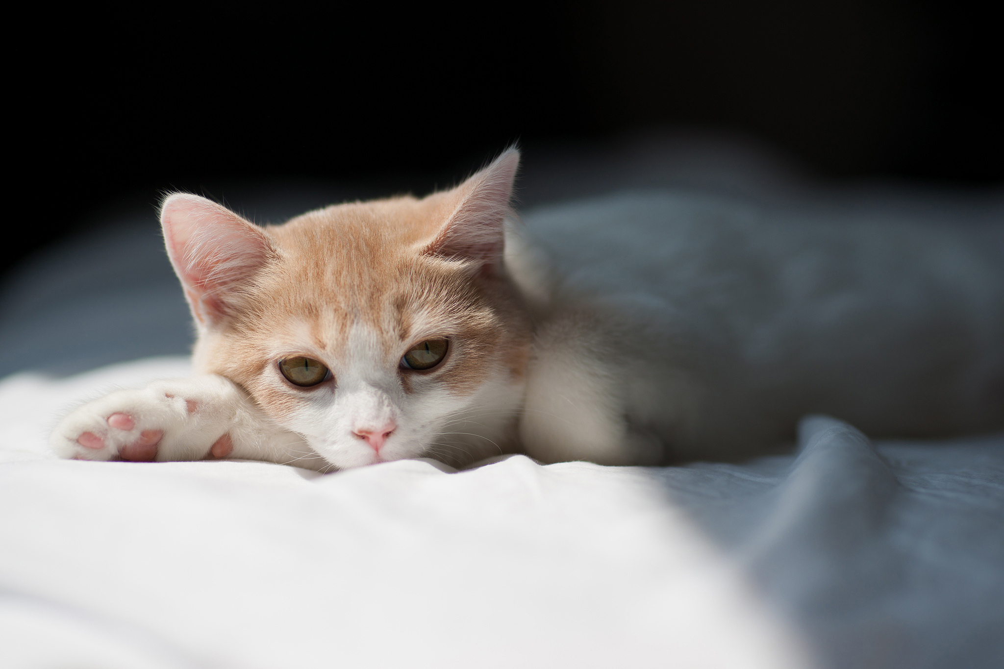 無料モバイル壁紙動物, ネコ, 猫をダウンロードします。