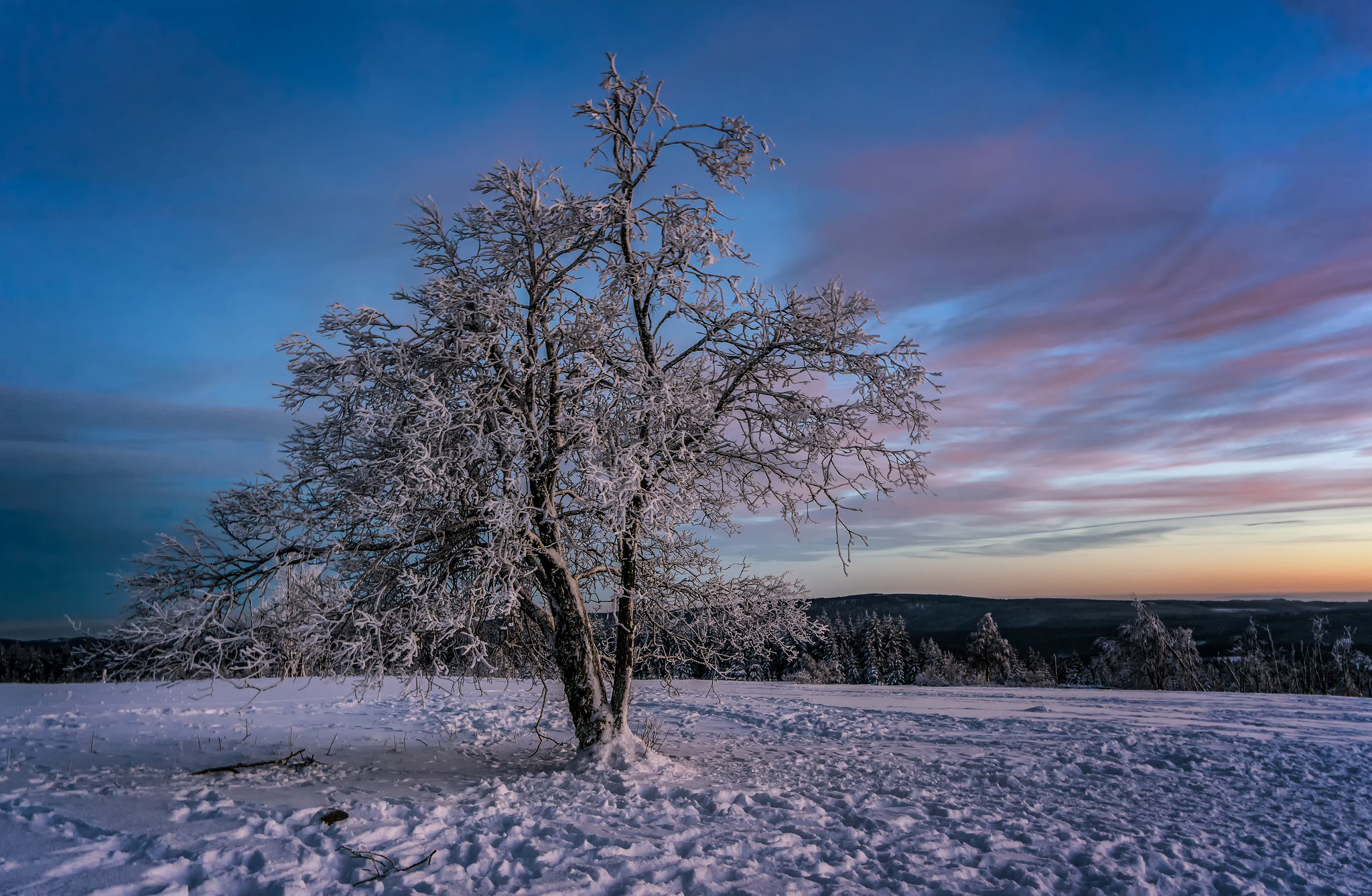 Скачать обои бесплатно Зима, Деревья, Снег, Дерево, Земля/природа картинка на рабочий стол ПК