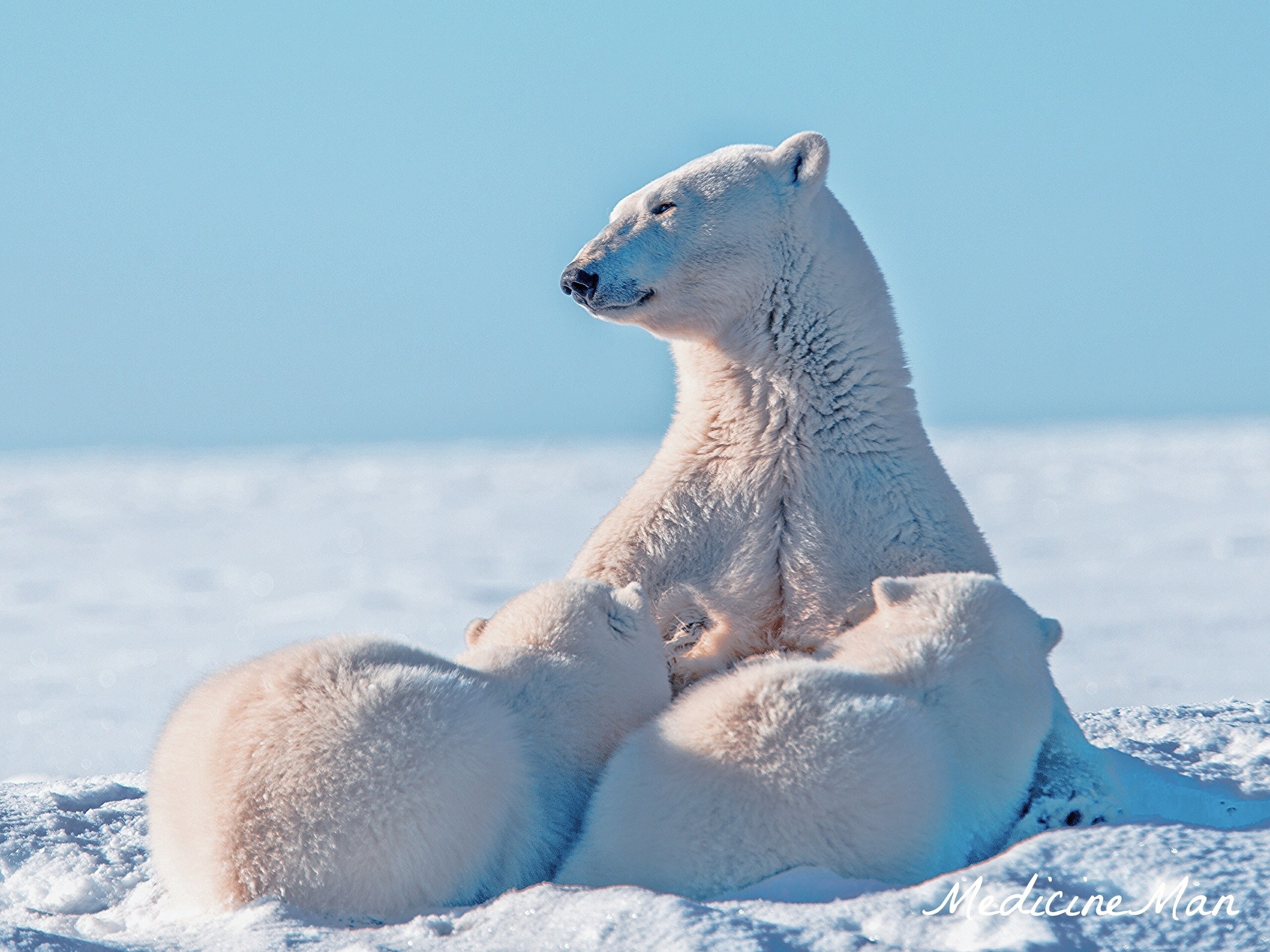 Baixe gratuitamente a imagem Animais, Neve, Cuidado, Filhotes, Jovem, Urso Polar na área de trabalho do seu PC