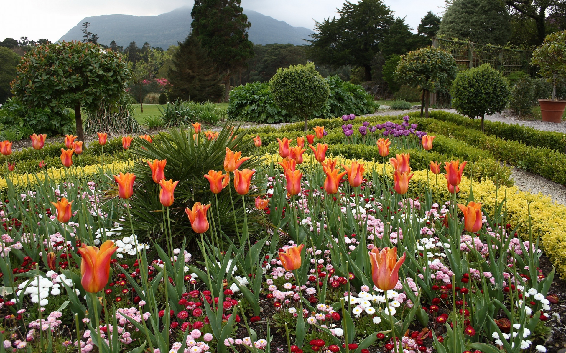 Téléchargez gratuitement l'image Fleur, Jardin, Tulipe, La Nature, Terre/nature sur le bureau de votre PC