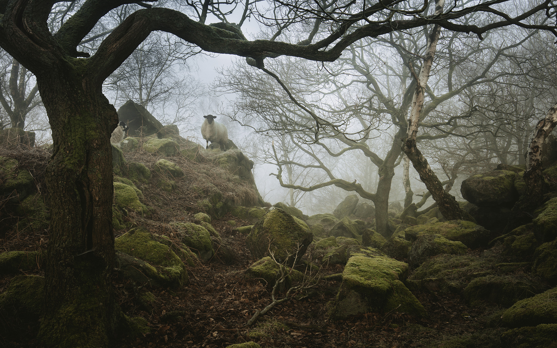 PCデスクトップに自然, 木, 森, 霧, 地球, 羊画像を無料でダウンロード
