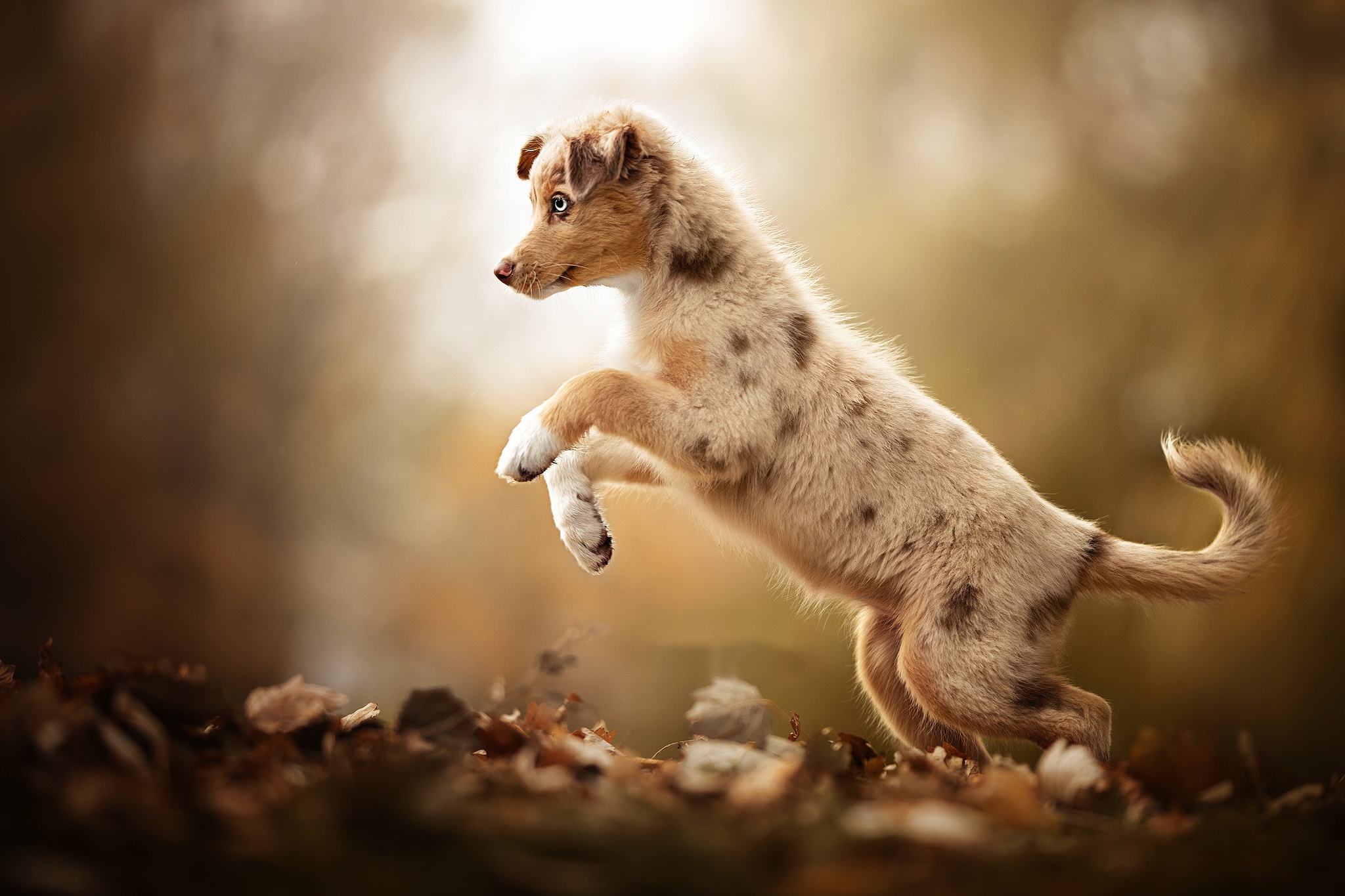 Free download wallpaper Dogs, Dog, Animal, Puppy, Baby Animal, Depth Of Field on your PC desktop