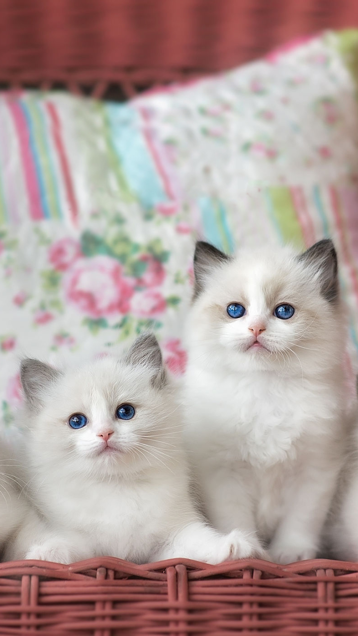 Download mobile wallpaper Cats, Cat, Kitten, Animal, Ragdoll, Baby Animal for free.