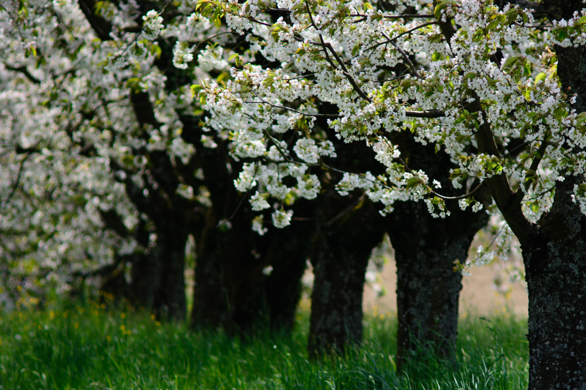 Скачати мобільні шпалери Трава, Дерево, Цвітіння, Земля, Весна, Біла Квітка, Флауерзи безкоштовно.