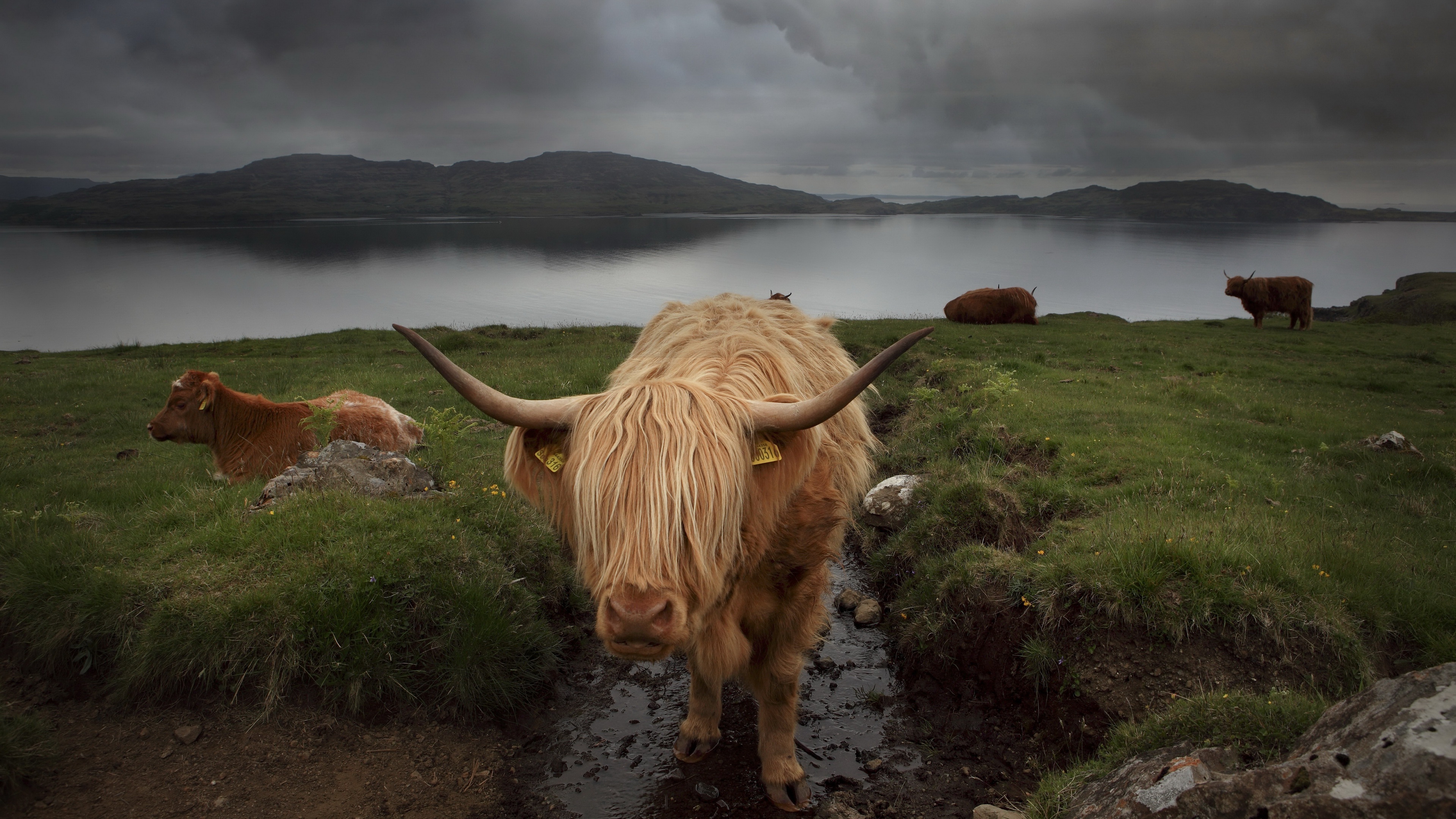 Laden Sie das Tiere, Kuh-Bild kostenlos auf Ihren PC-Desktop herunter