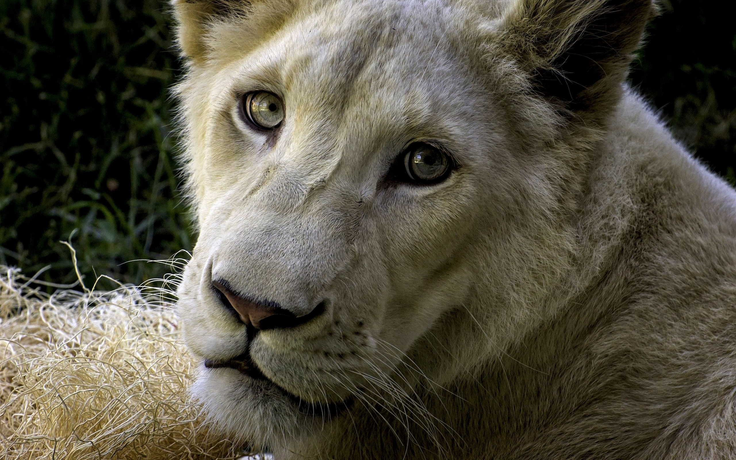 40474 скачать картинку львы, животные, желтые - обои и заставки бесплатно