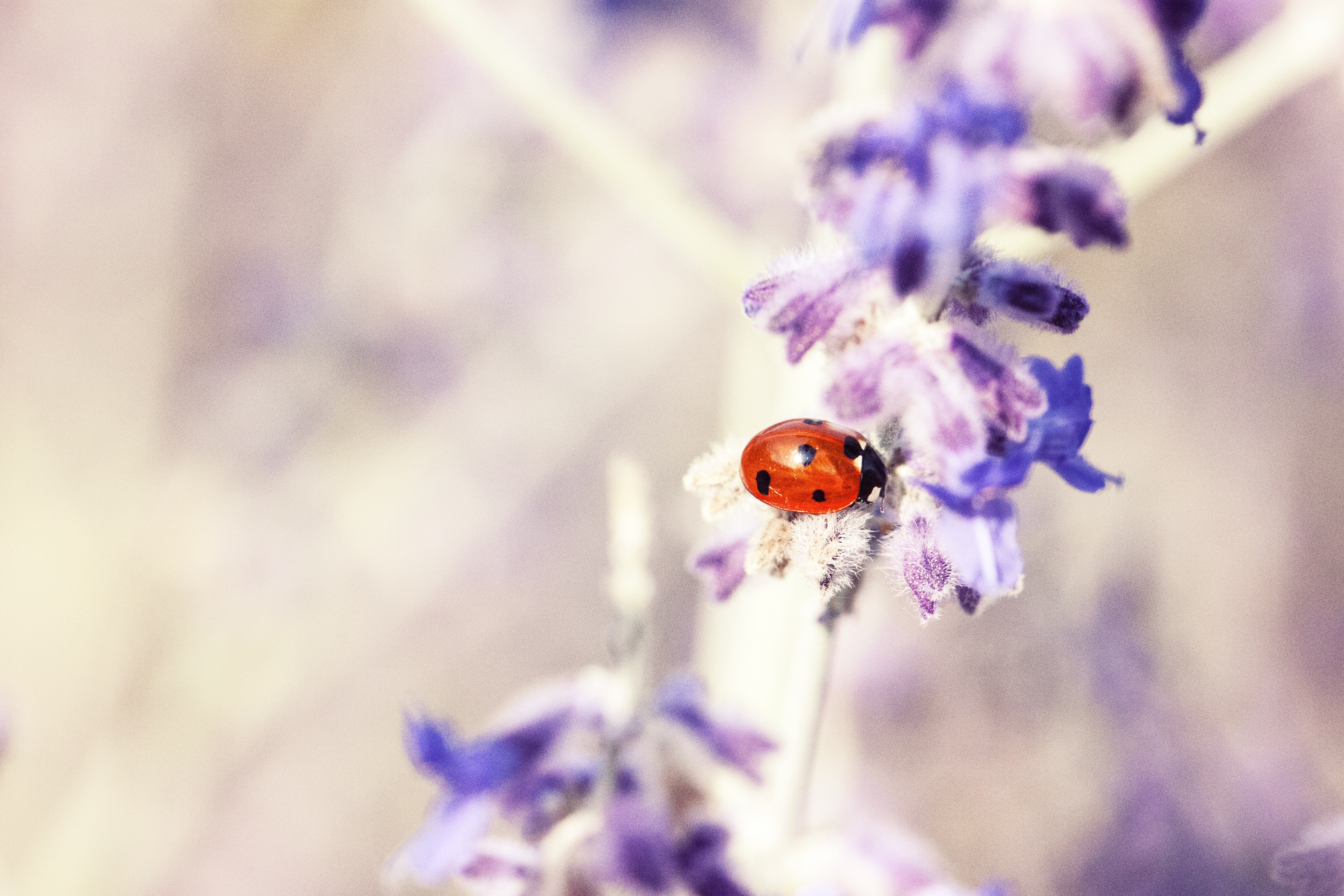 Free download wallpaper Flower, Macro, Insect, Animal, Ladybug, Purple Flower on your PC desktop