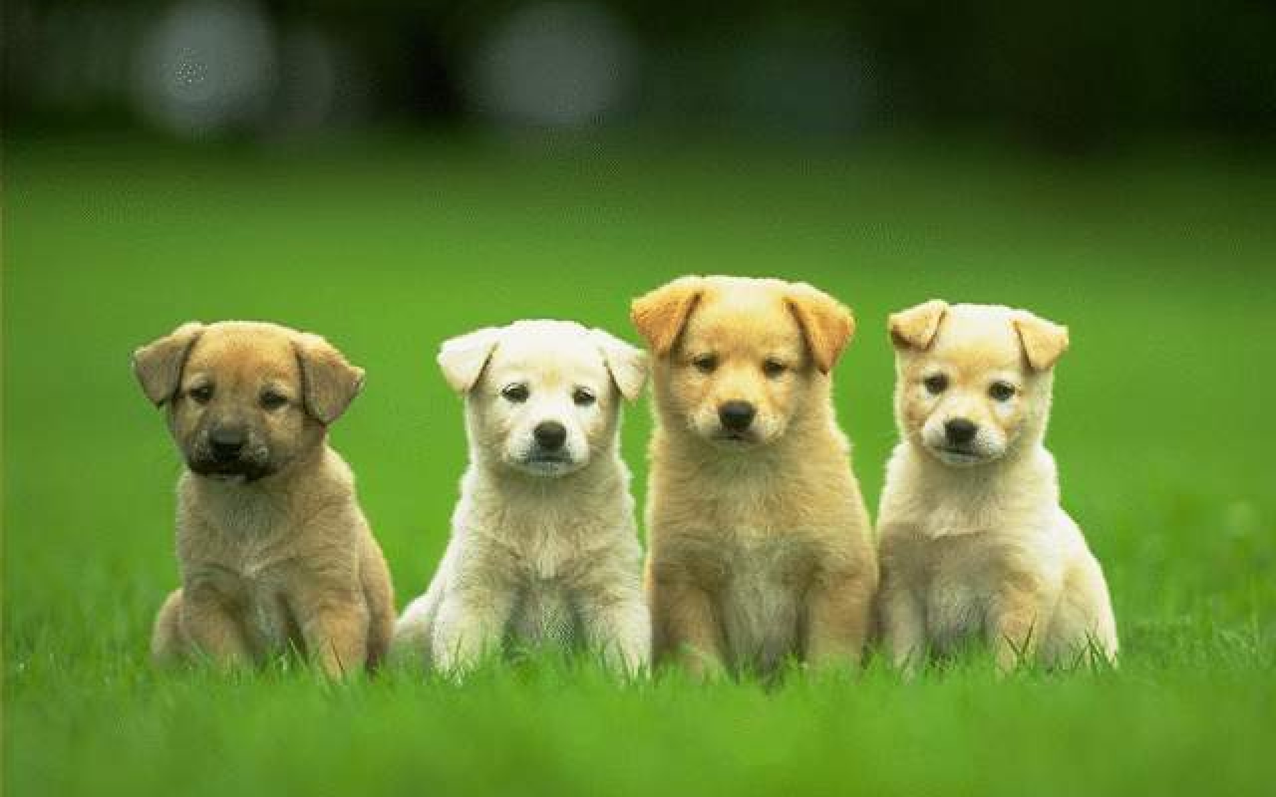 Free download wallpaper Dogs, Animal, Puppy on your PC desktop