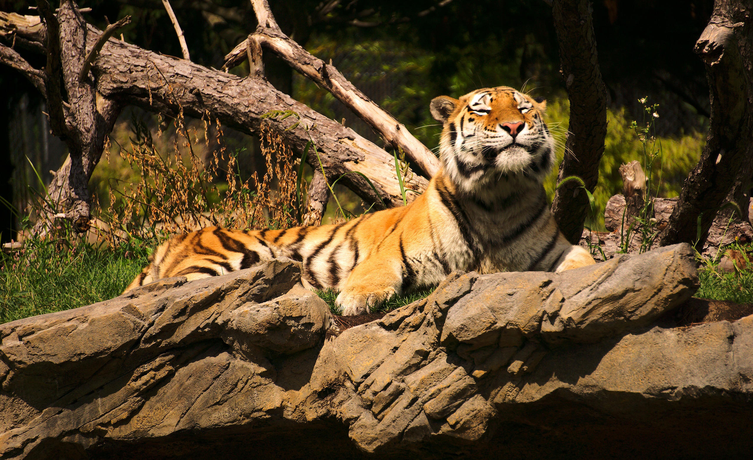 Baixe gratuitamente a imagem Animais, Gatos, Tigre na área de trabalho do seu PC