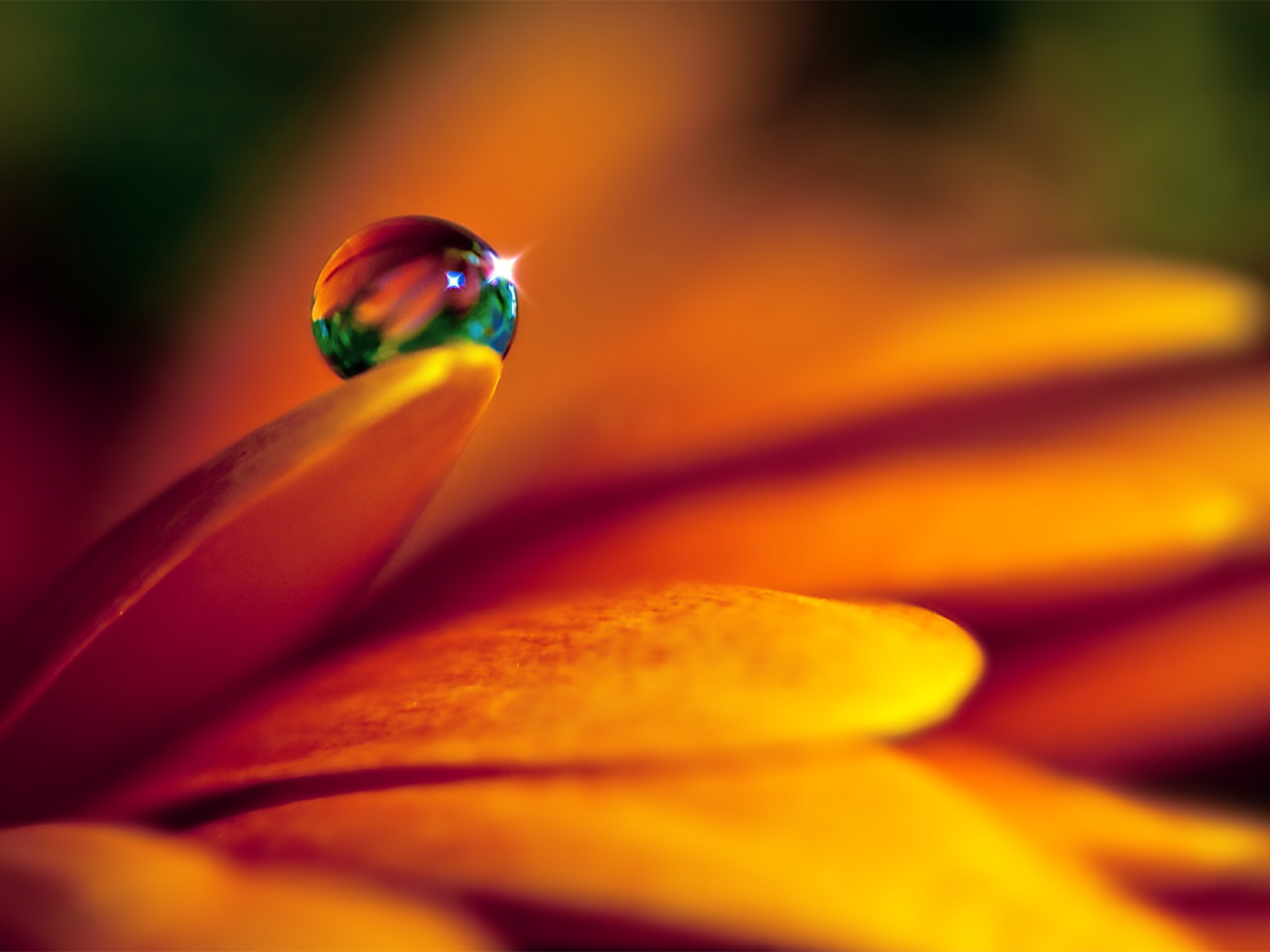 Descarga gratis la imagen Flores, Flor, Tierra/naturaleza, Gota De Agua en el escritorio de tu PC