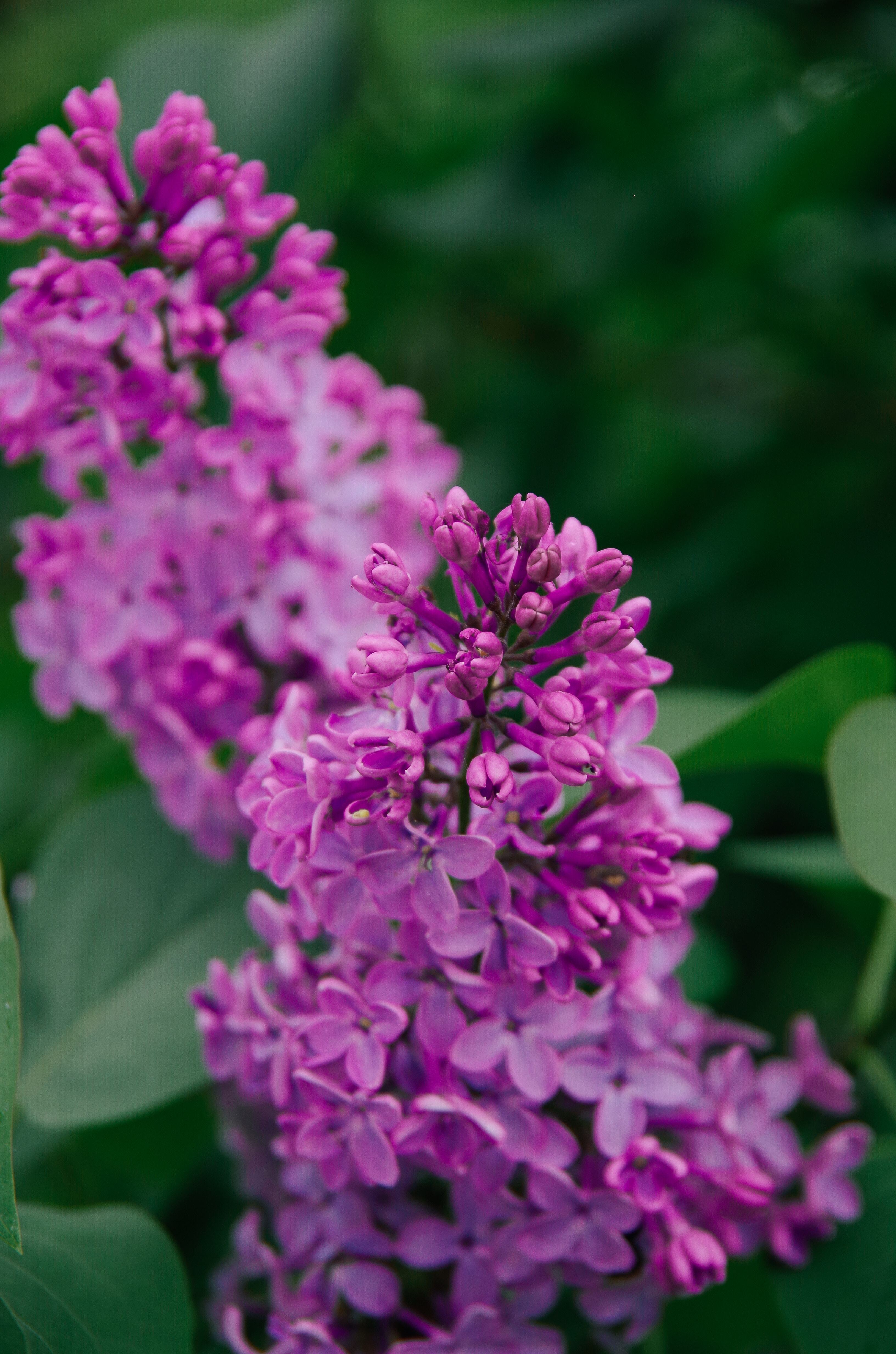 violet, flowers, lilac, plant, bloom, flowering, purple, inflorescence