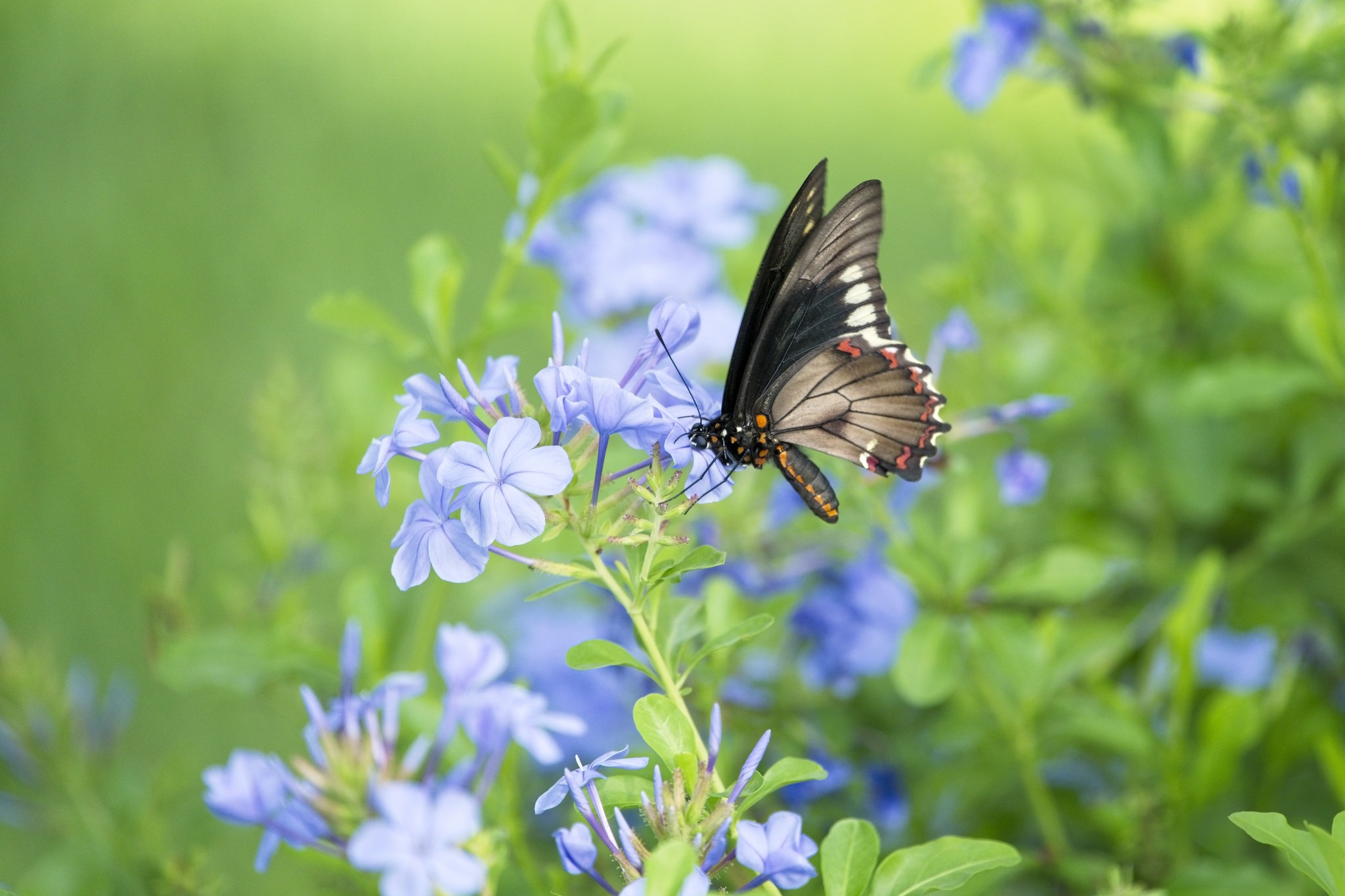 Descarga gratis la imagen Animales, Flor, Insecto, Mariposa, Macrofotografía, Flor Azul en el escritorio de tu PC