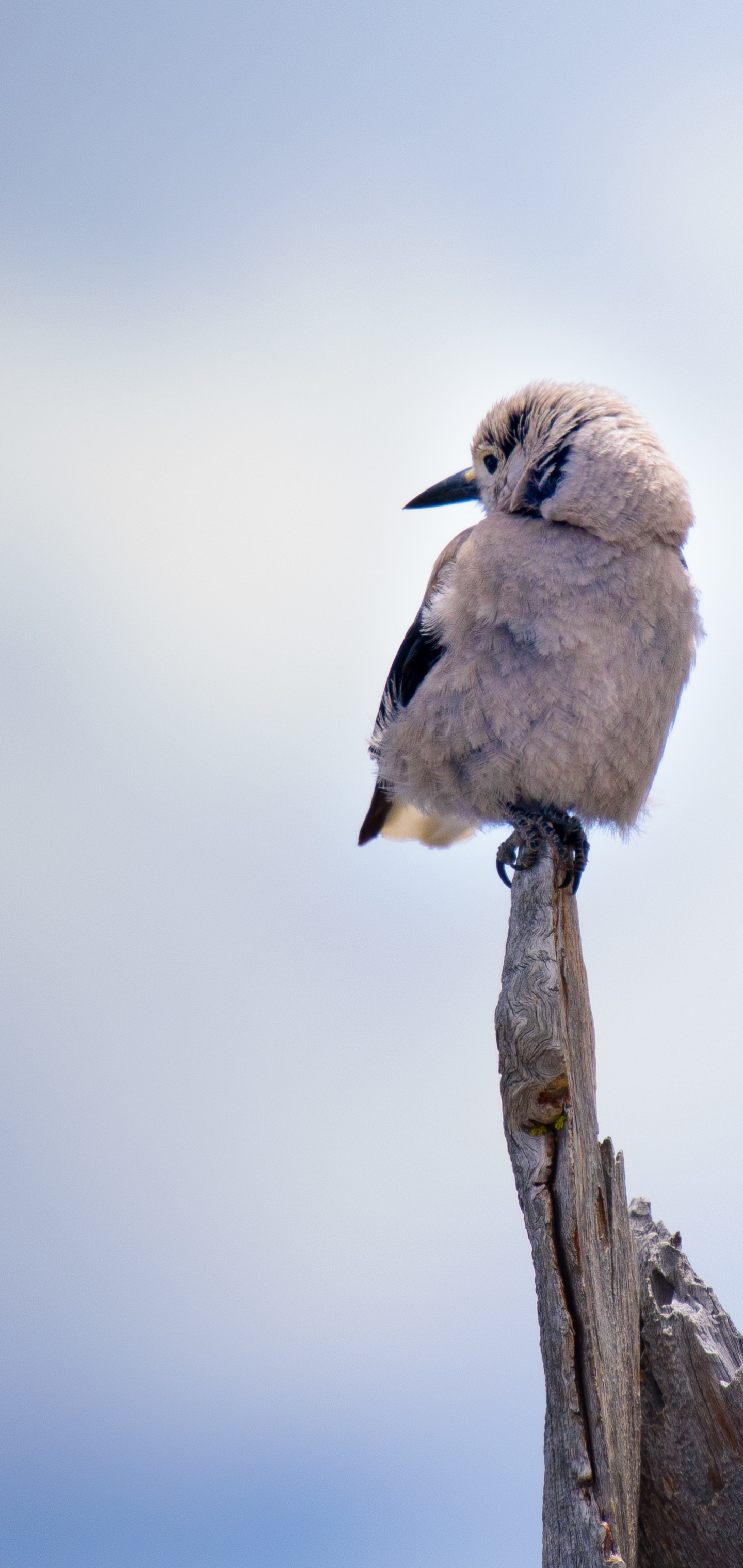 Téléchargez des papiers peints mobile Animaux, Oiseau, Des Oiseaux gratuitement.