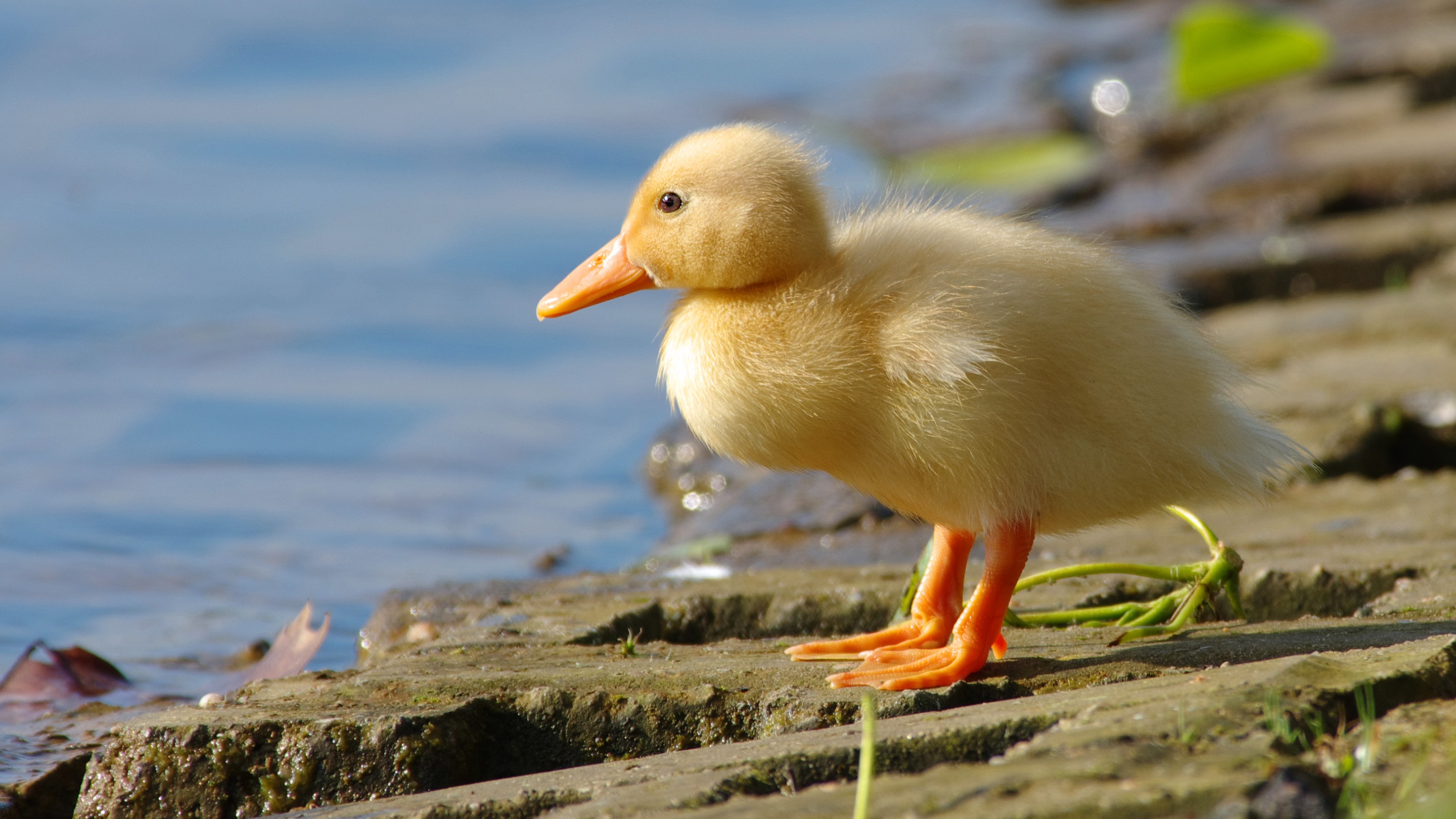 Free download wallpaper Birds, Animal, Duck, Duckling on your PC desktop
