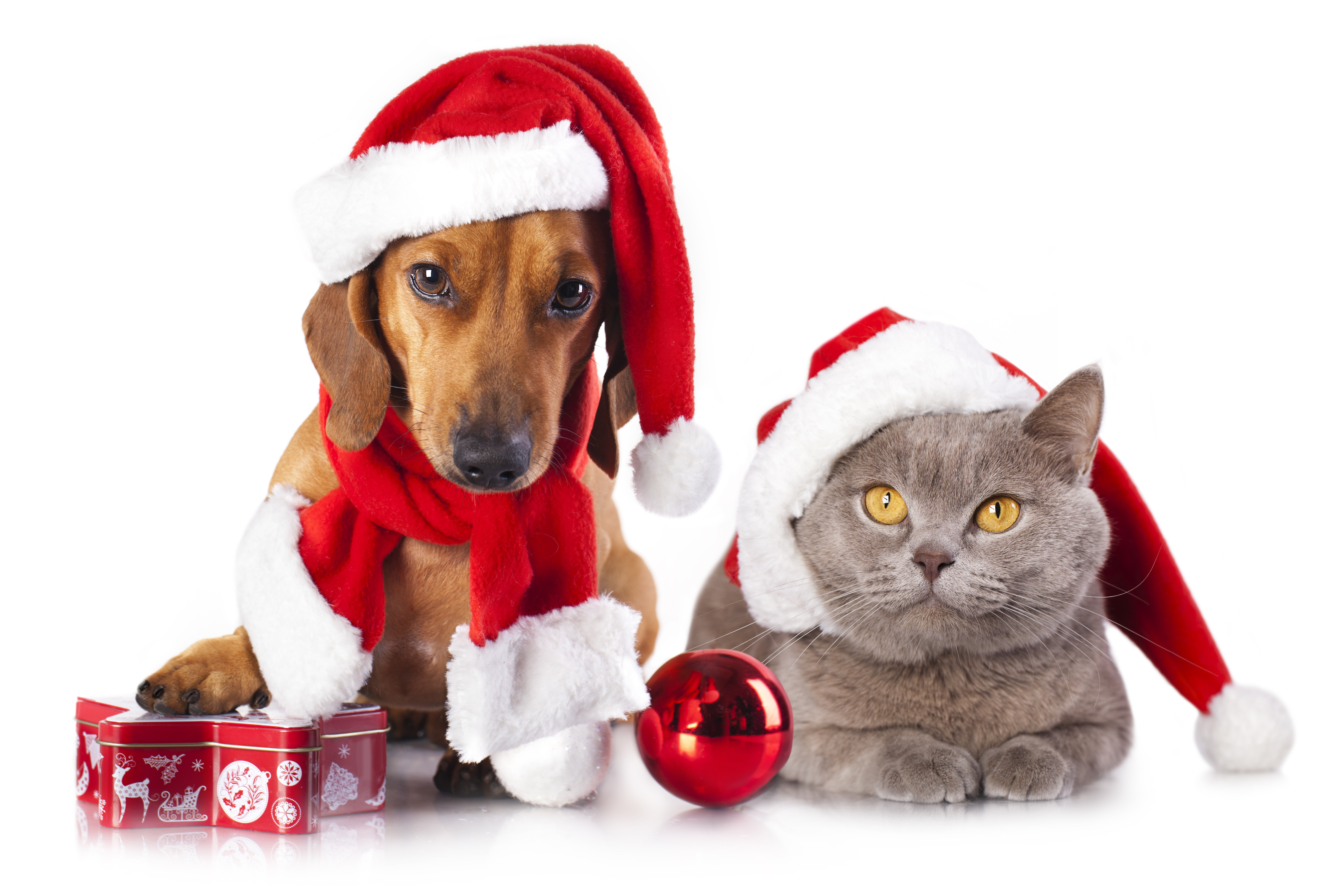 801311 Hintergrundbild herunterladen weihnachten, feiertage, katze, weihnachtsschmuck, dackel, hund - Bildschirmschoner und Bilder kostenlos