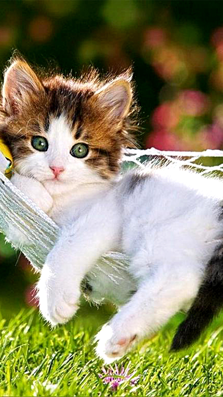Скачати мобільні шпалери Трава, Кішка, Кошеня, Тварина, Милий, Коти, Гамак безкоштовно.