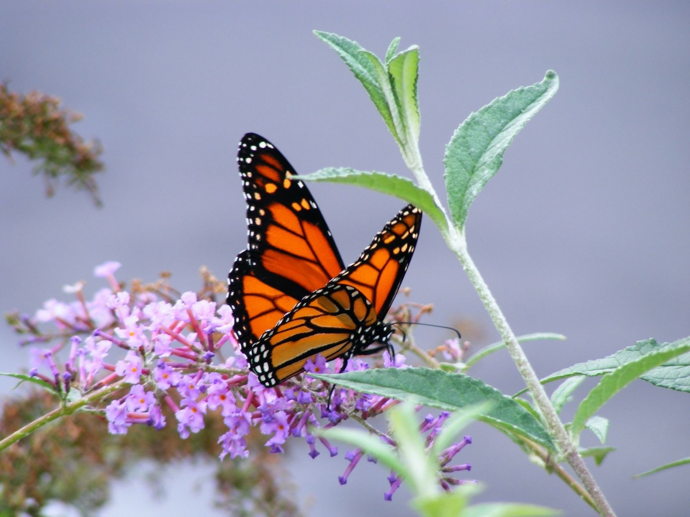 36324 завантажити шпалери метелики, комахи - заставки і картинки безкоштовно