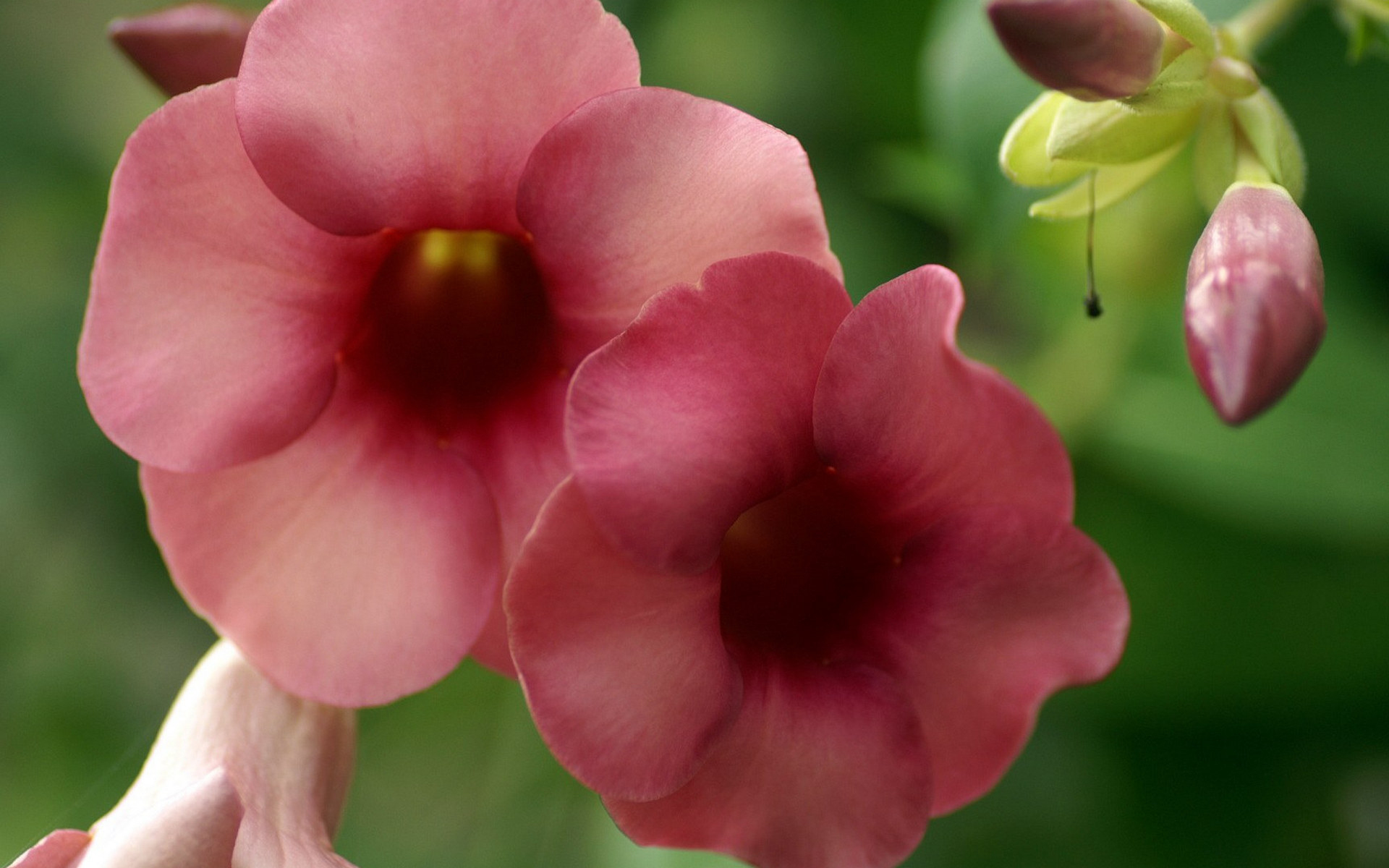 Téléchargez gratuitement l'image Fleurs, Fleur, Terre/nature sur le bureau de votre PC