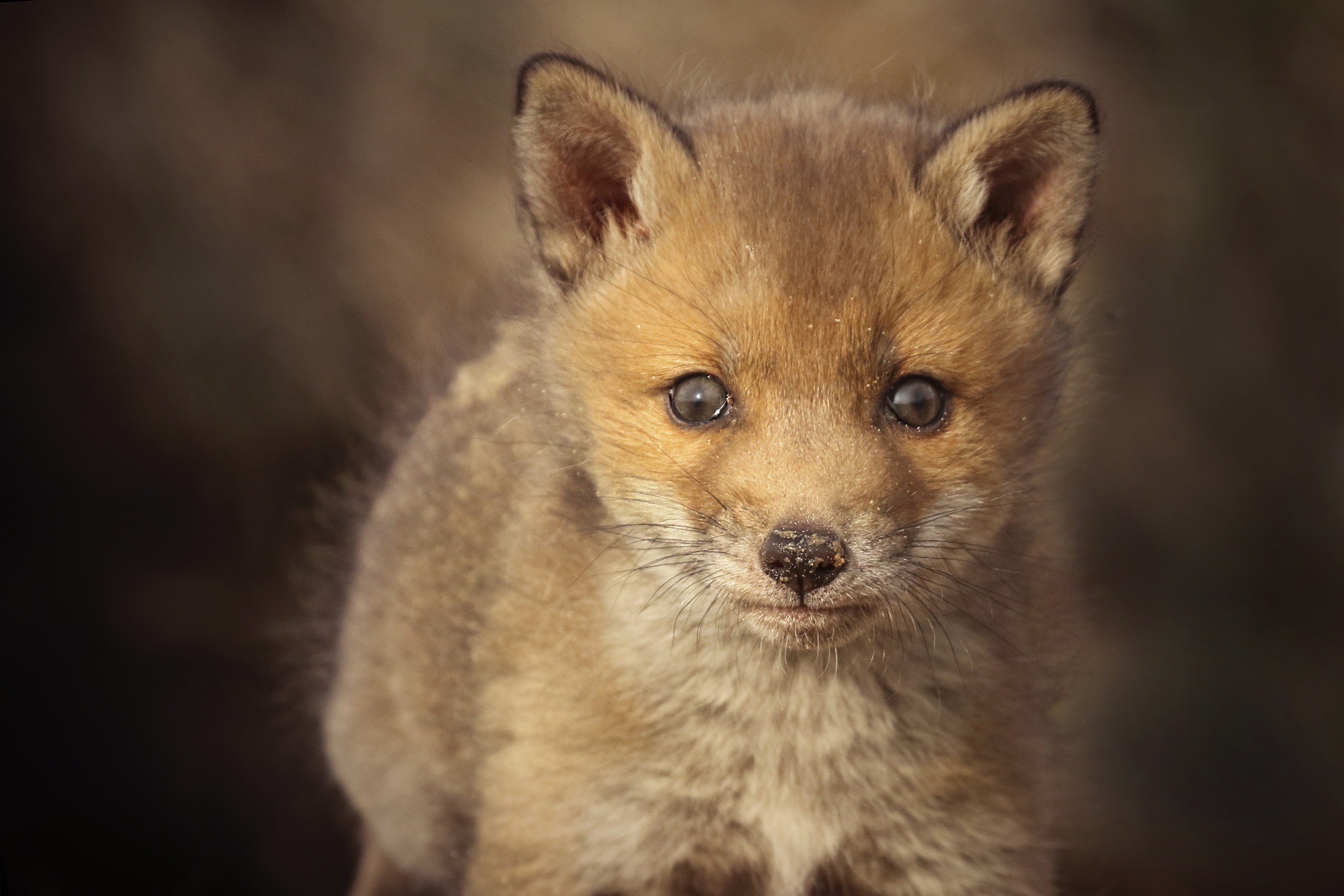 Laden Sie das Tiere, Fuchs, Tierbaby, Starren, Jungtier-Bild kostenlos auf Ihren PC-Desktop herunter