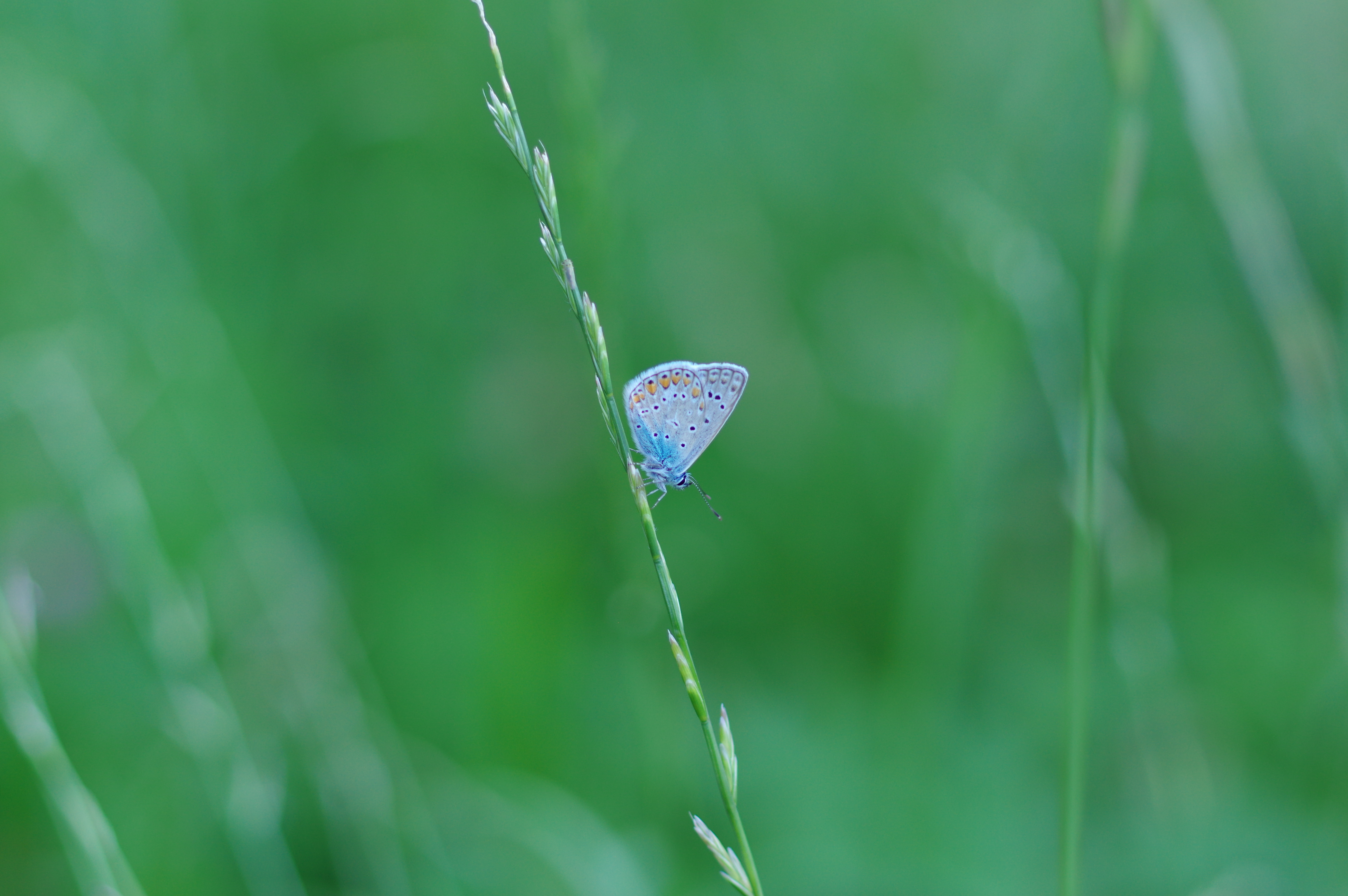 156509壁紙のダウンロード蝶, 草, 昆虫, 青, 大きい, マクロ, 青い, バタフライ-スクリーンセーバーと写真を無料で