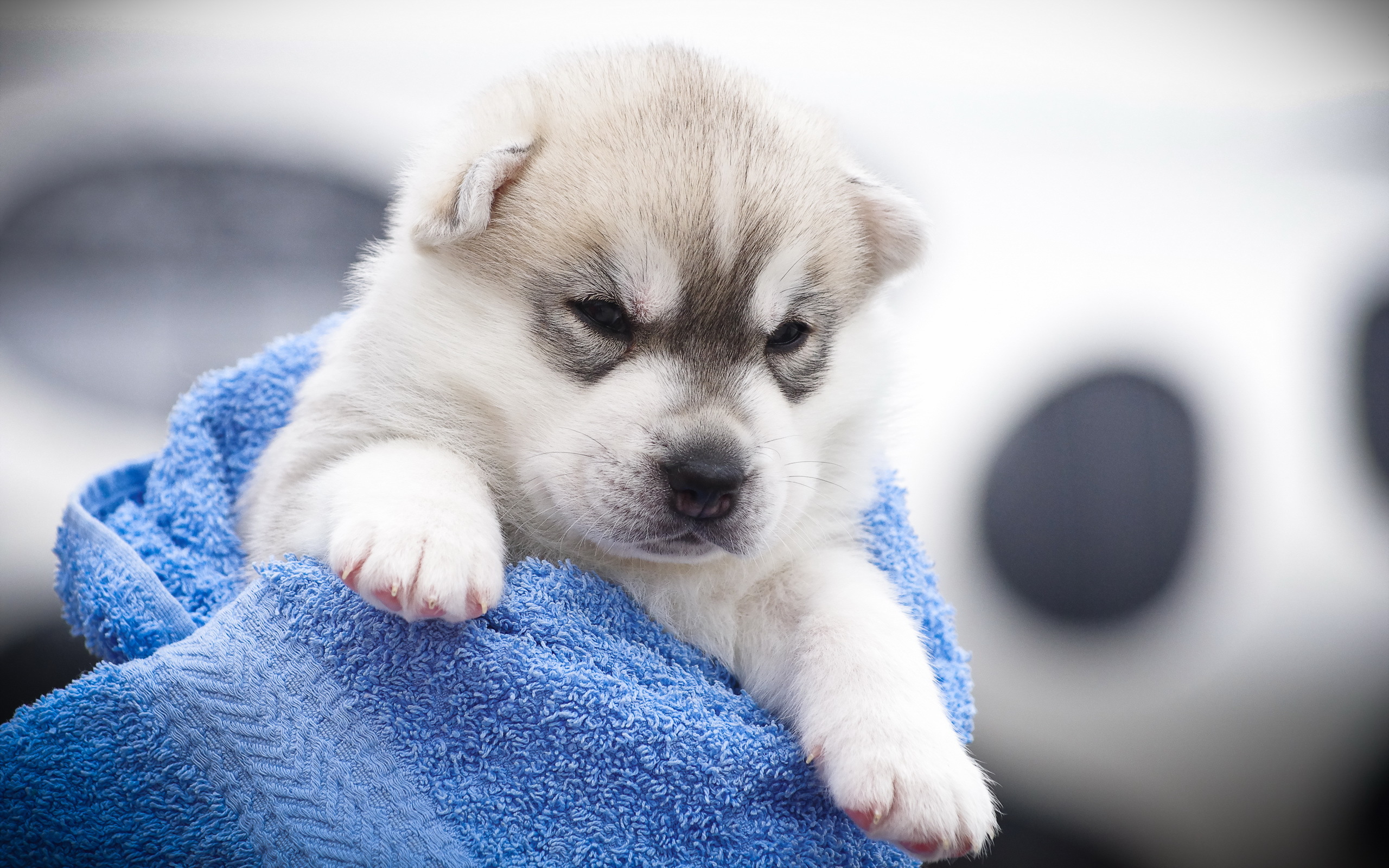 Téléchargez gratuitement l'image Animaux, Chiens, Chien, Chiot, Rauque sur le bureau de votre PC