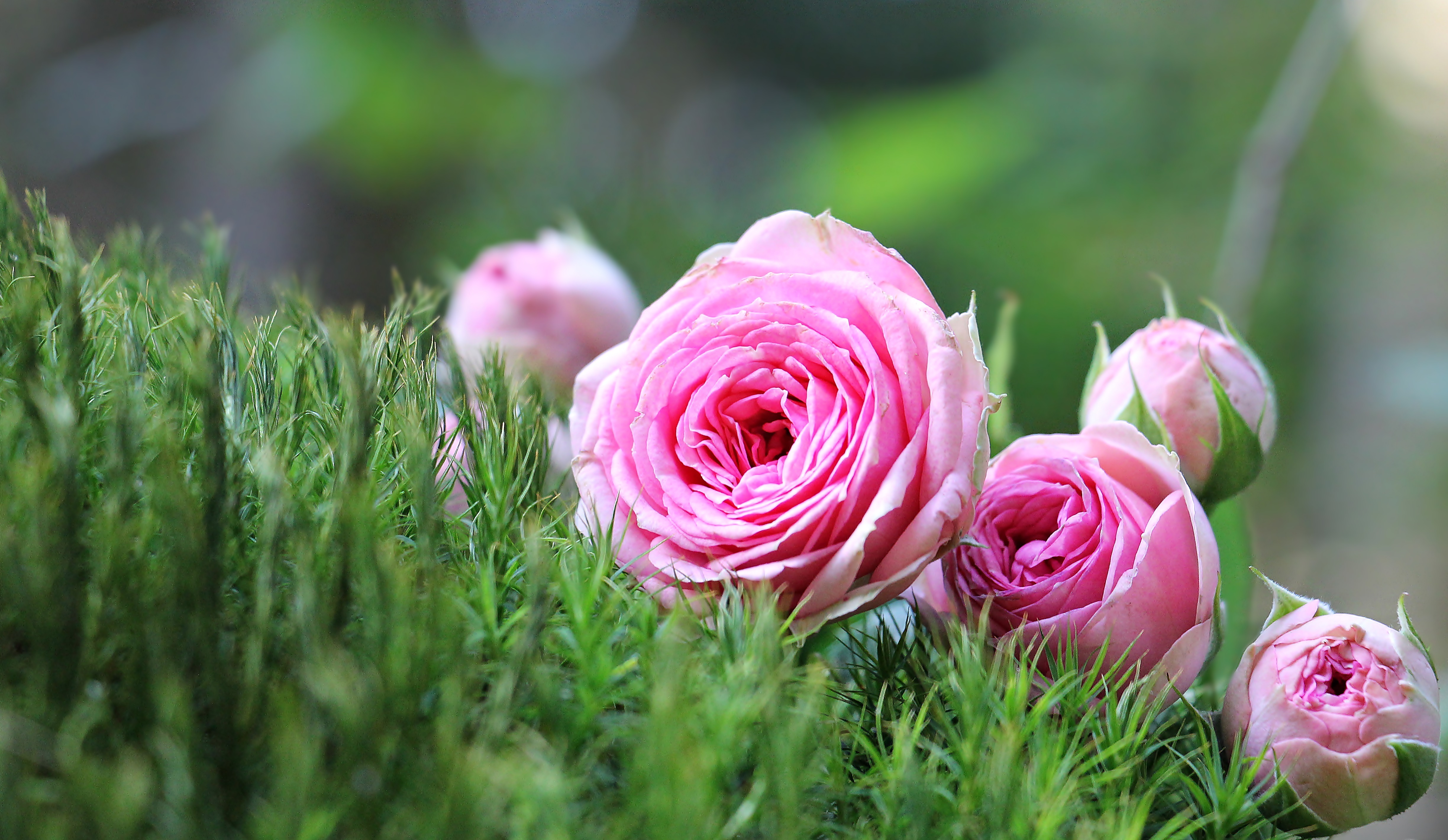 Download mobile wallpaper Nature, Flowers, Grass, Flower, Rose, Earth, Pink Flower for free.