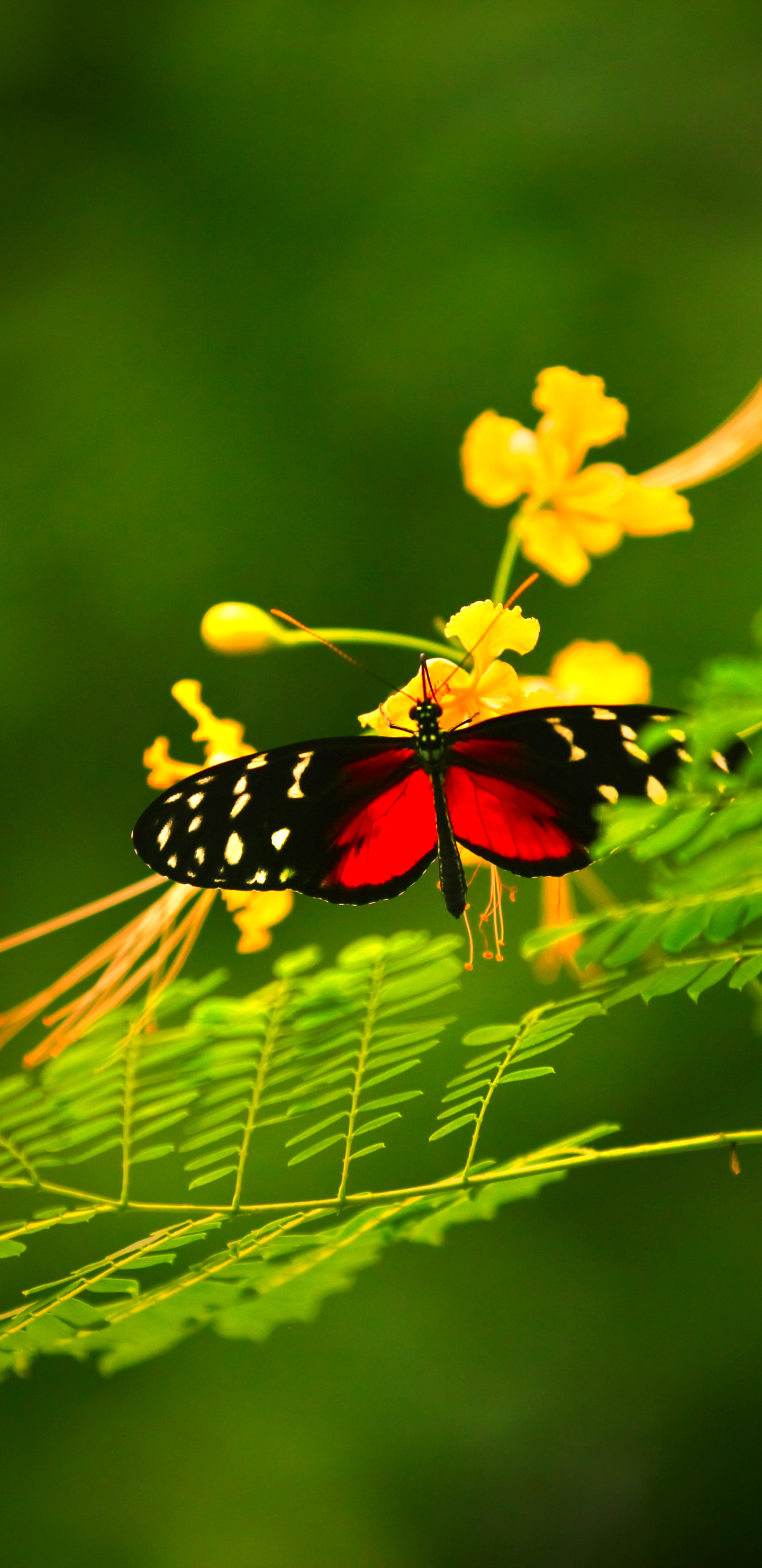 Descarga gratuita de fondo de pantalla para móvil de Animales, Hoja, Mariposa.