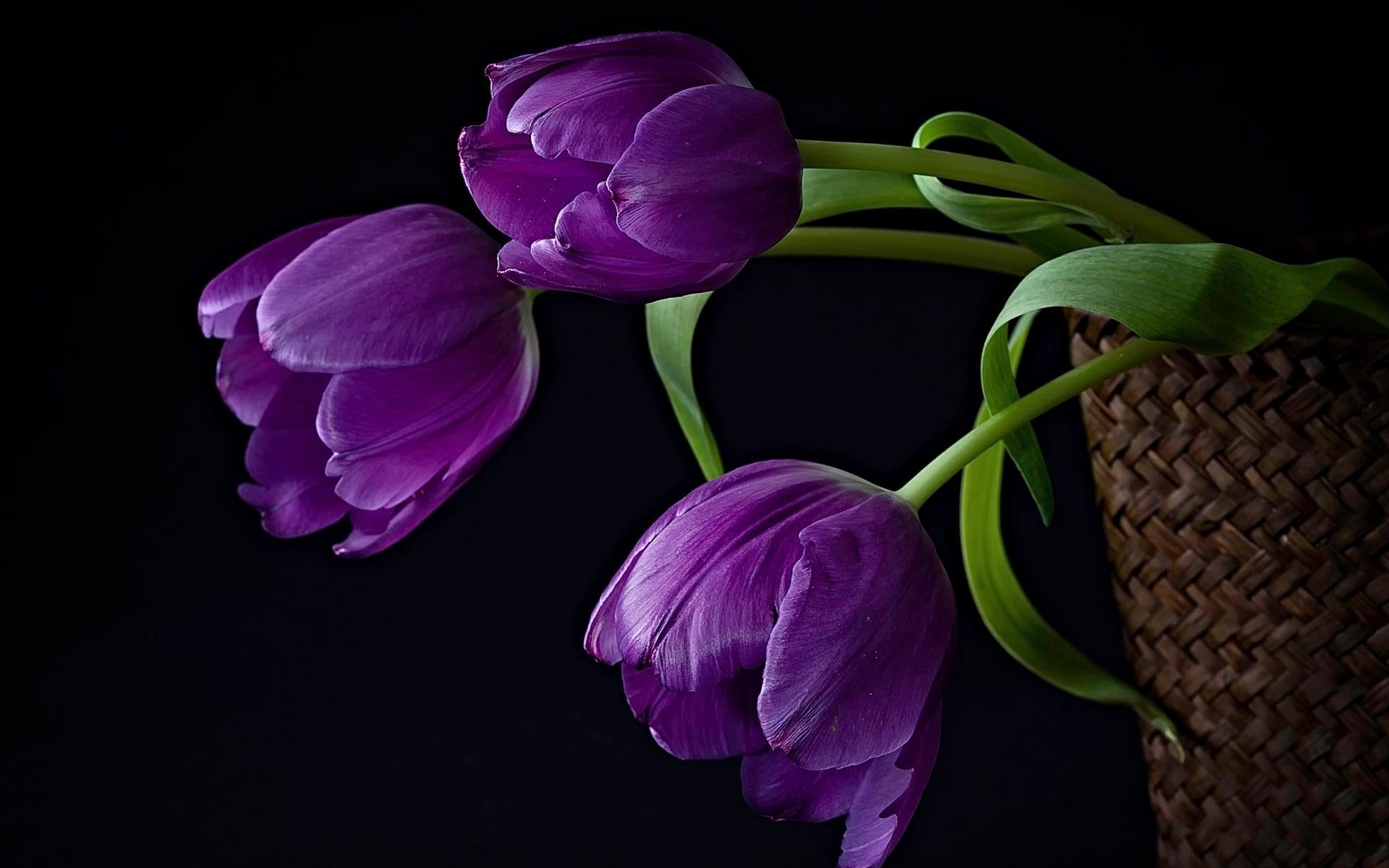 35791 Hintergrundbild herunterladen tulpen, pflanzen, blumen, schwarz - Bildschirmschoner und Bilder kostenlos