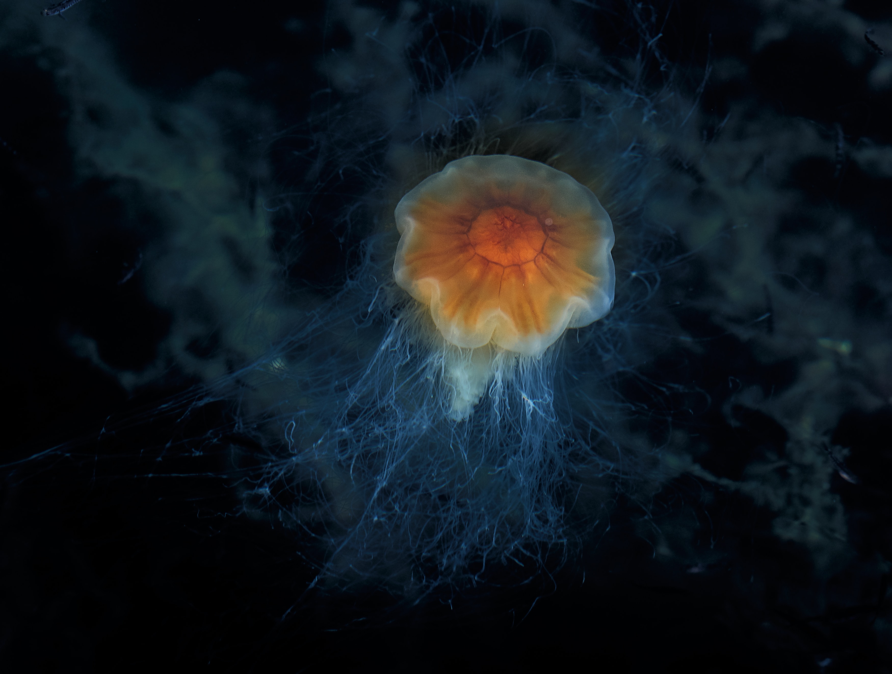 jellyfish, animals, sea, underwater world, tentacles, depth